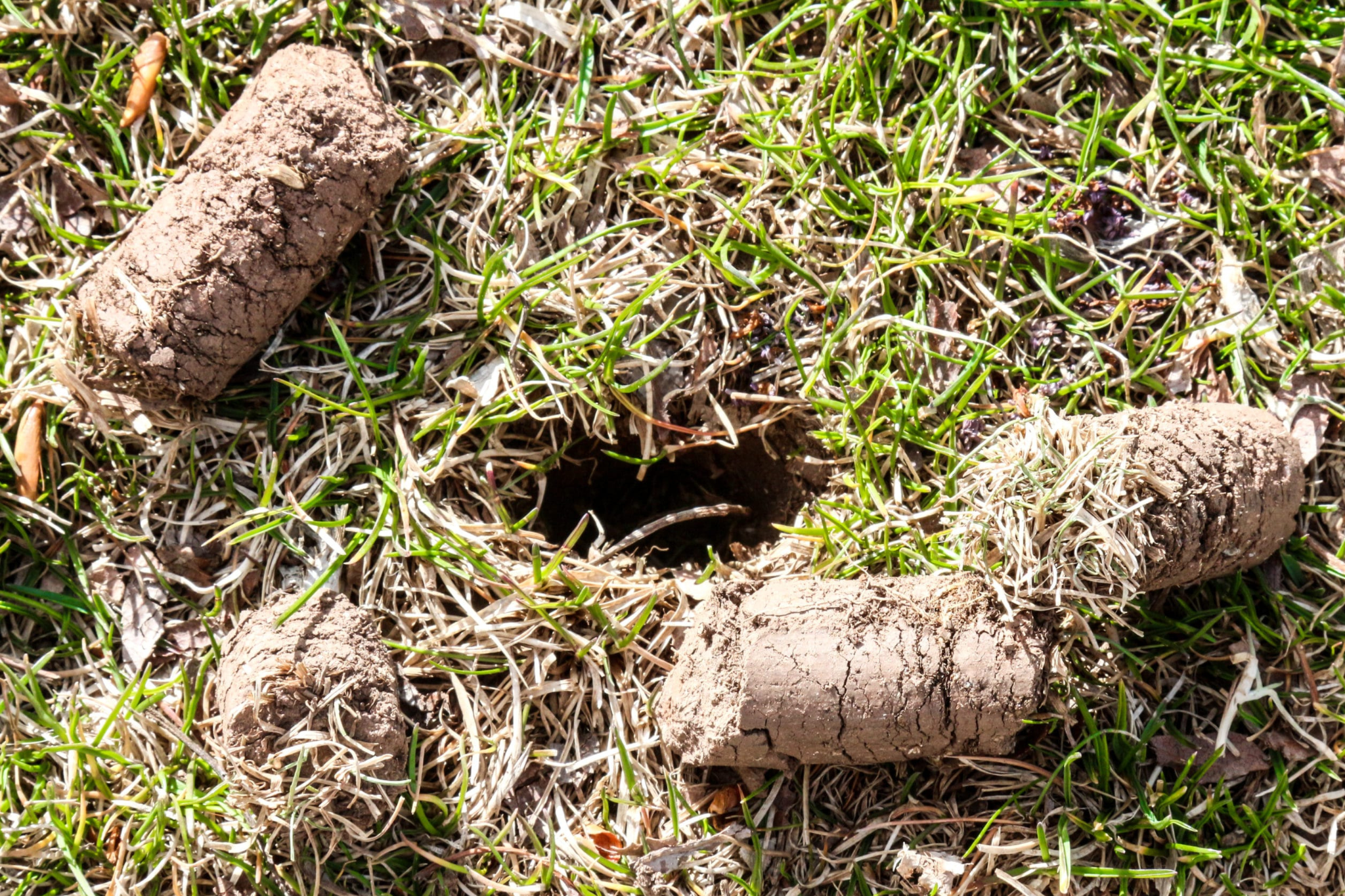 3. The final cut—mowing & leaf management
