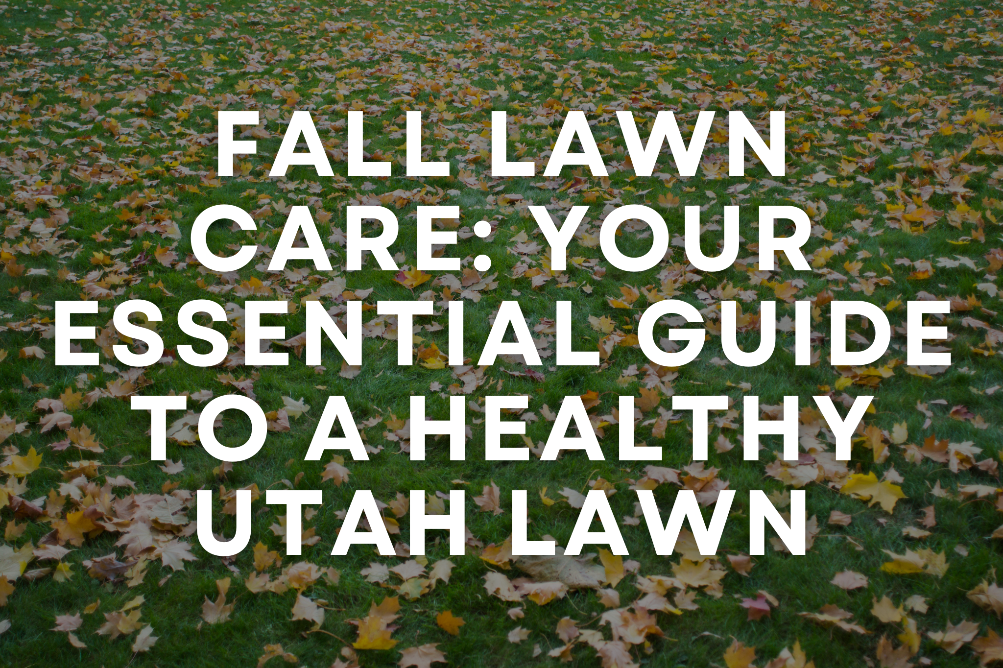 Utah lawn in autumn showing fall lawn care preparation in Central Utah