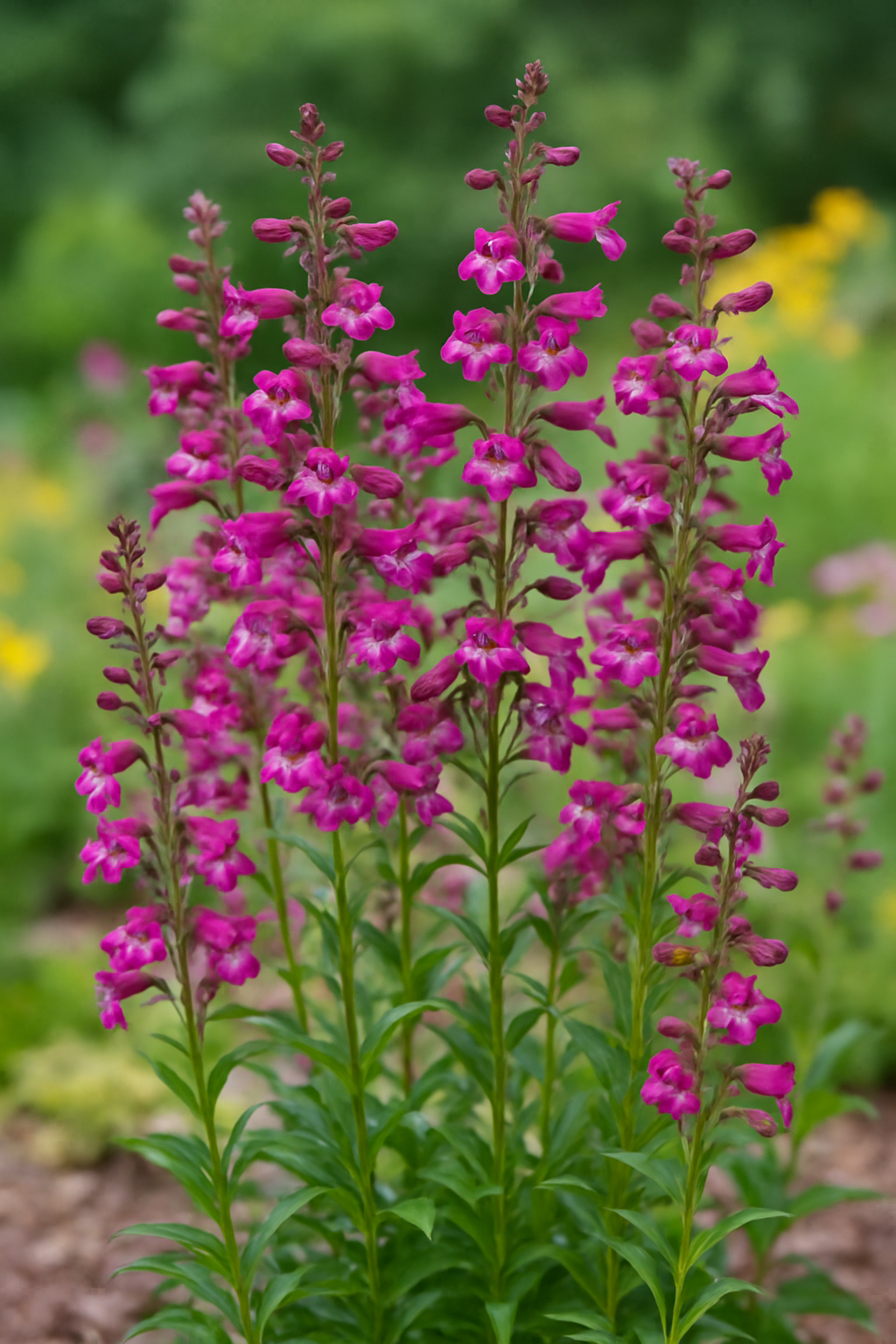Penstemon / Beardtongue