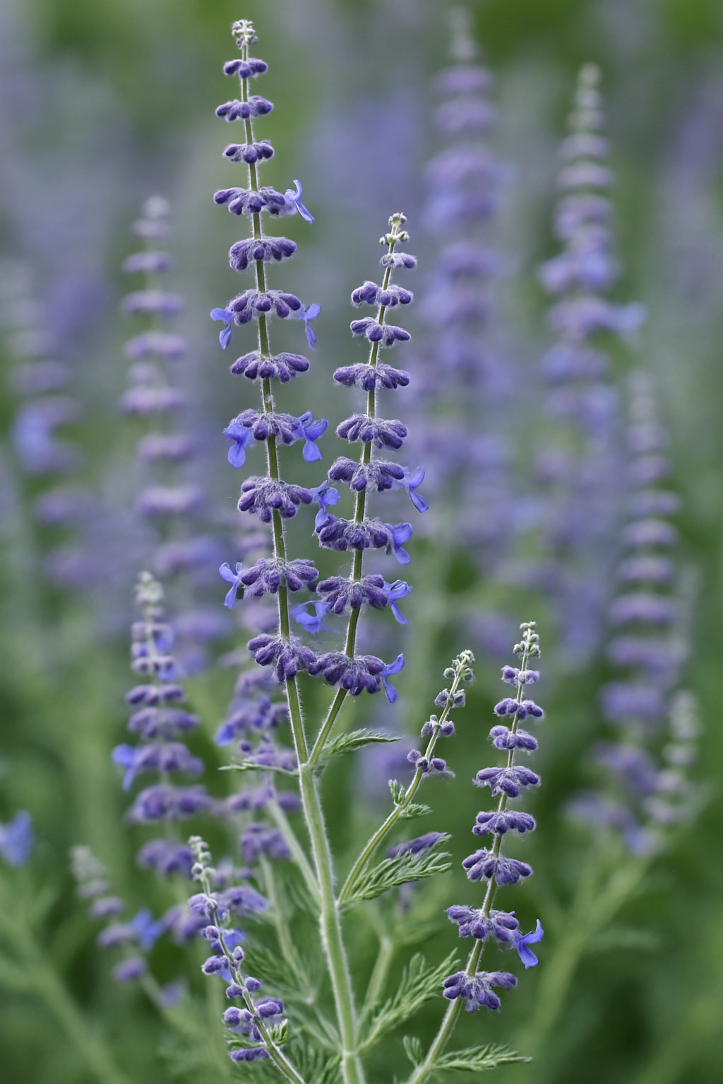 Russian Sage (Perovskia atriplicifolia)