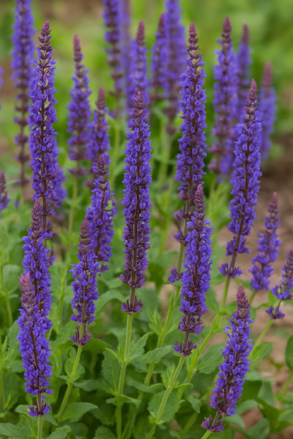 Salvia (Salvia nemorosa)