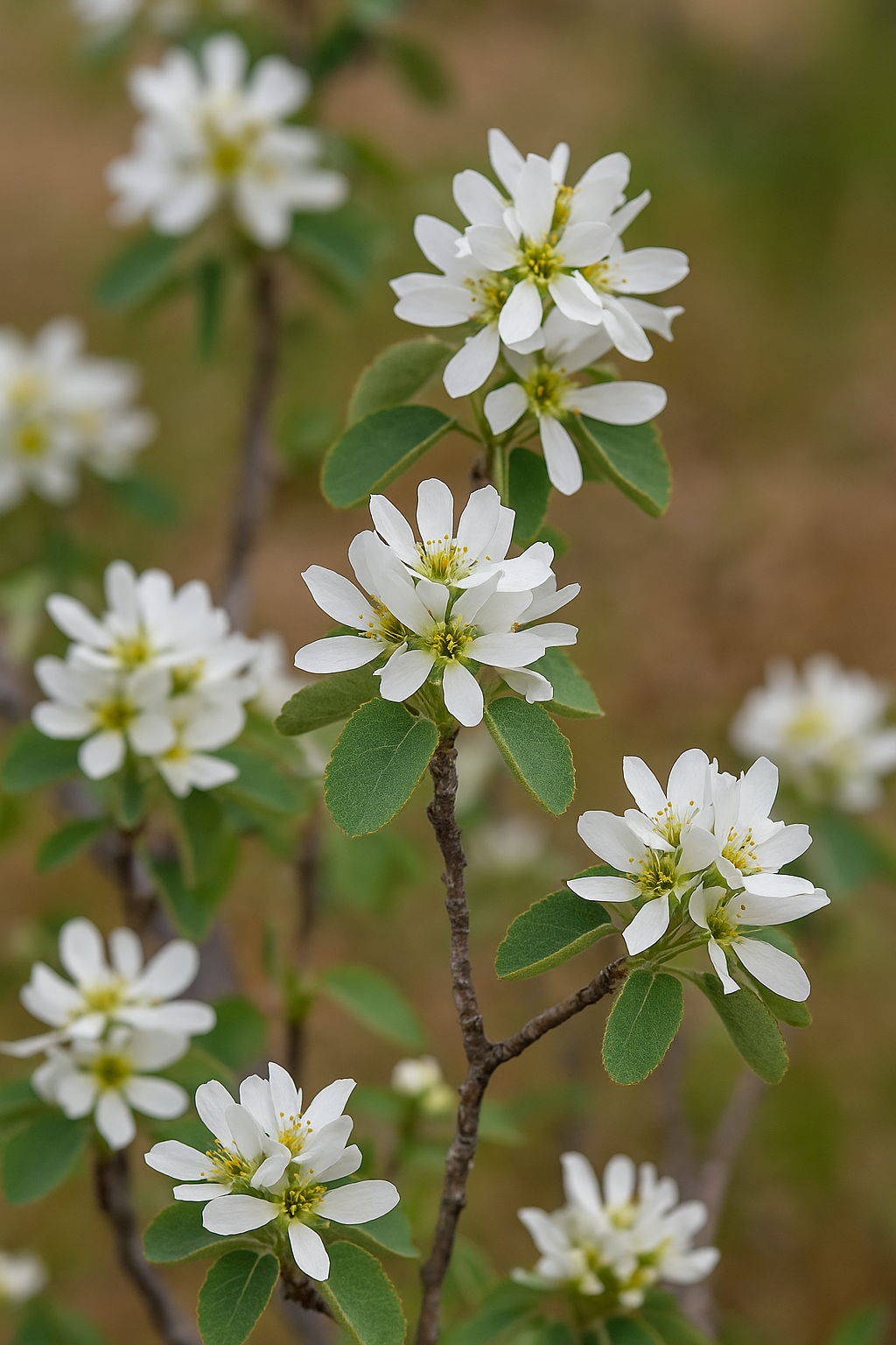 Utah Serviceberry (Amelanchier utahensis)