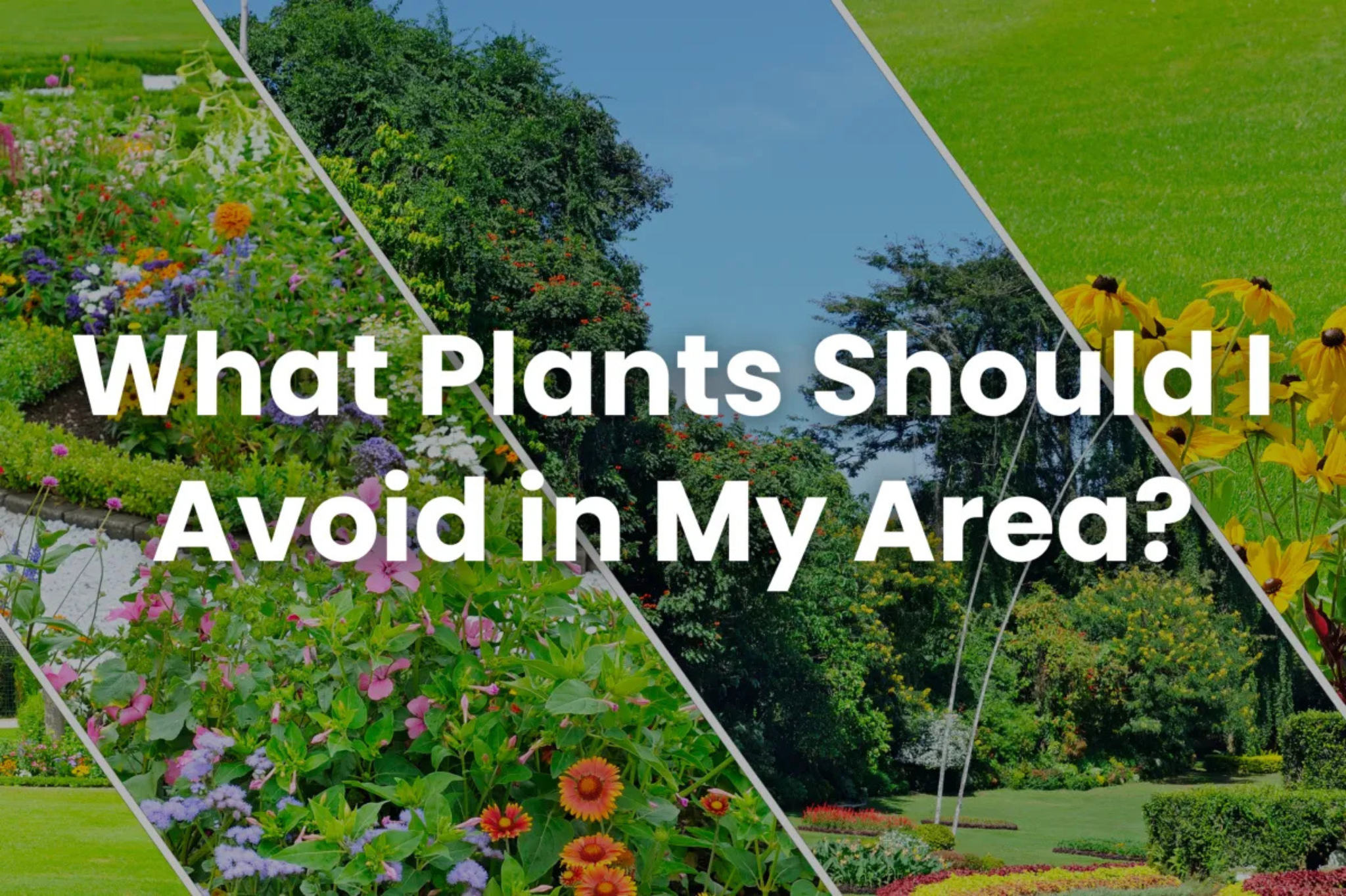 Utah homeowner reviewing plant selection options with a landscaping professional