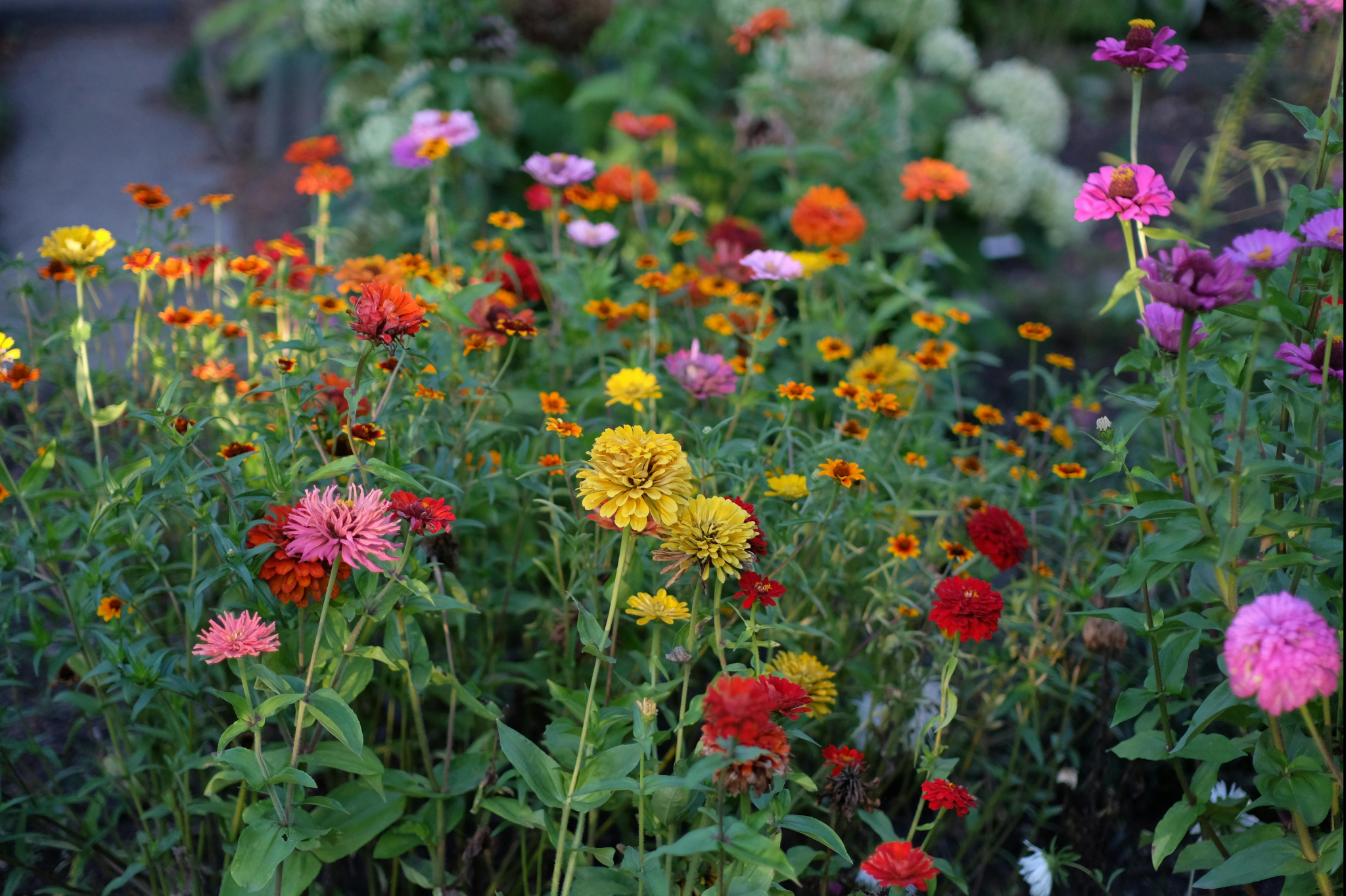 Our top picks for low-allergy plants