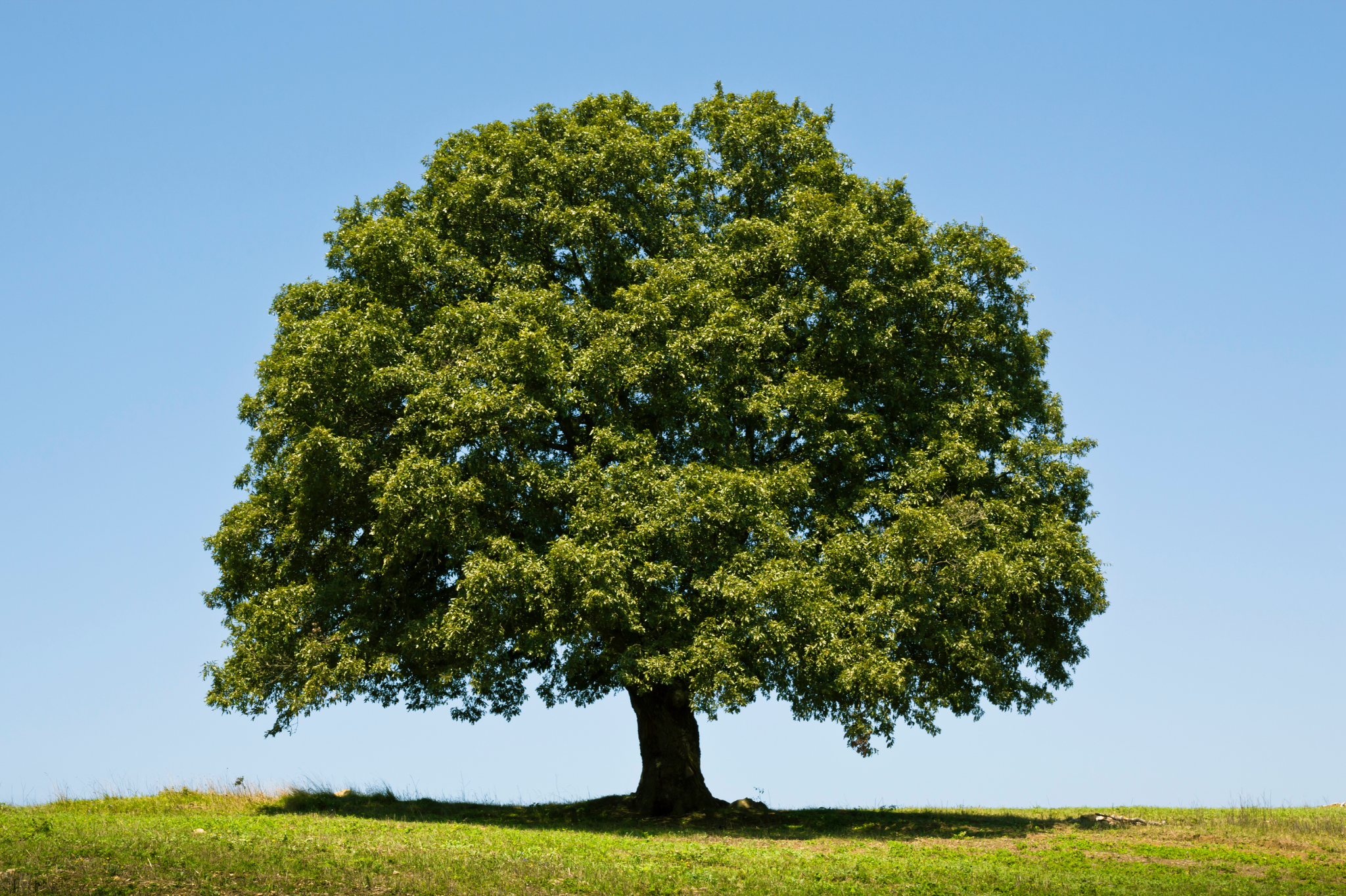 Plants to avoid in an allergy-sensitive garden