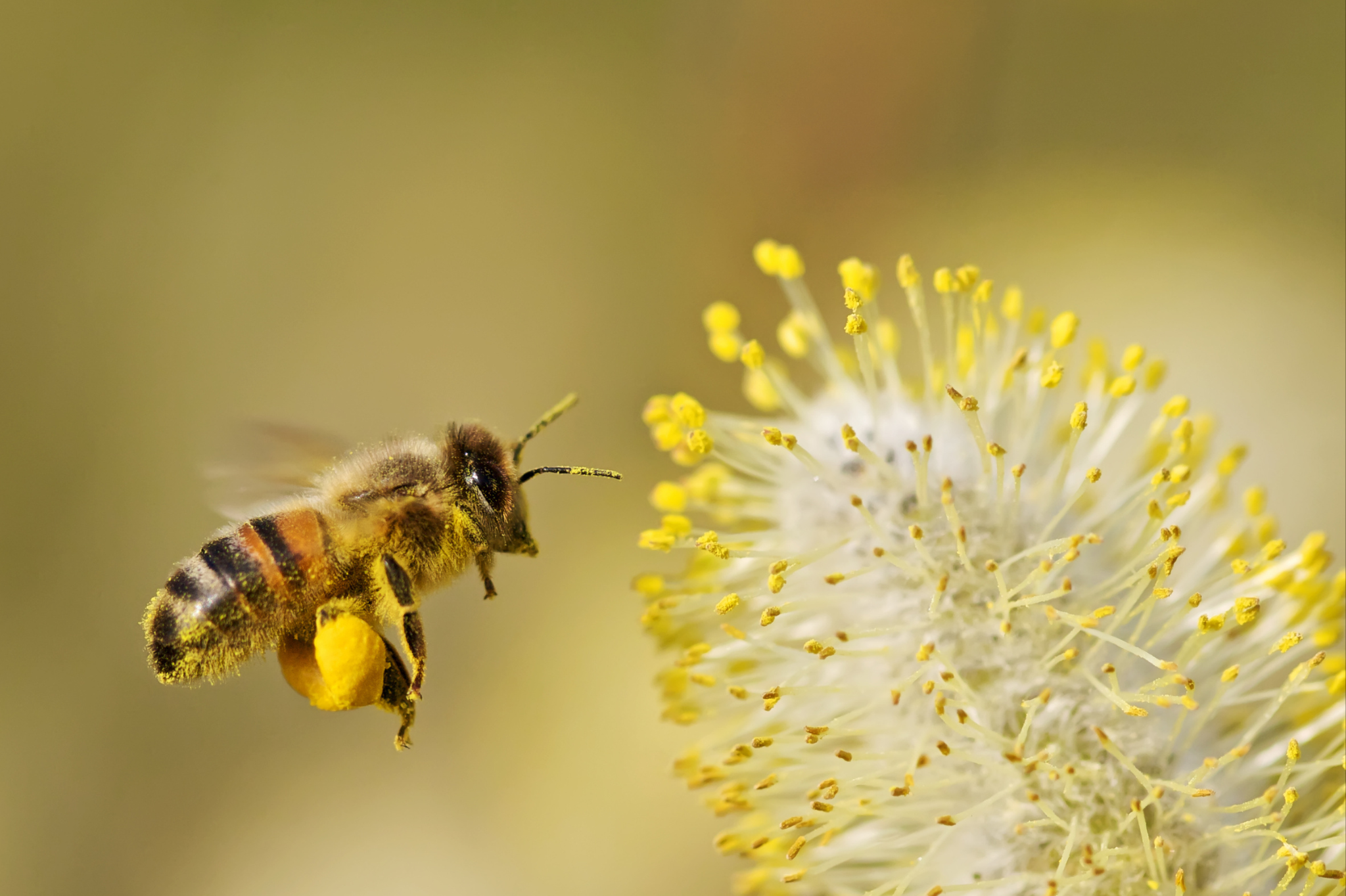 Understanding the allergy culprit—it's all about the pollen