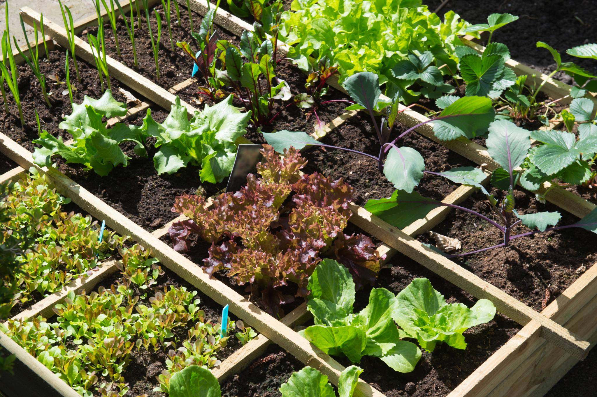 Step 4: Select and plant like a pro