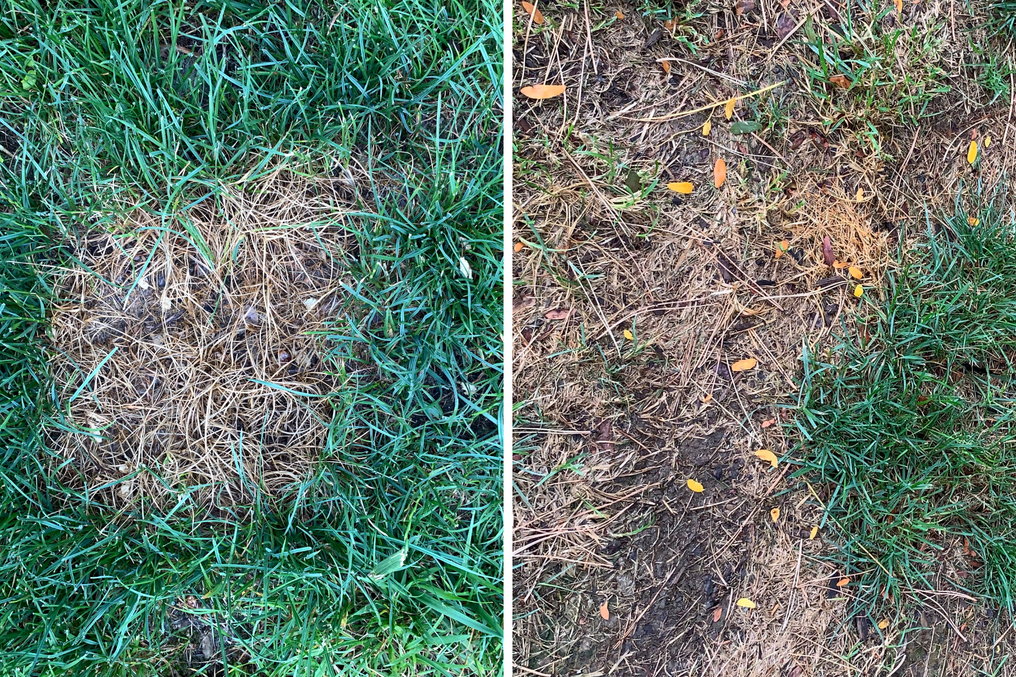 Diagnosing the problem—why are there patches in my grass?