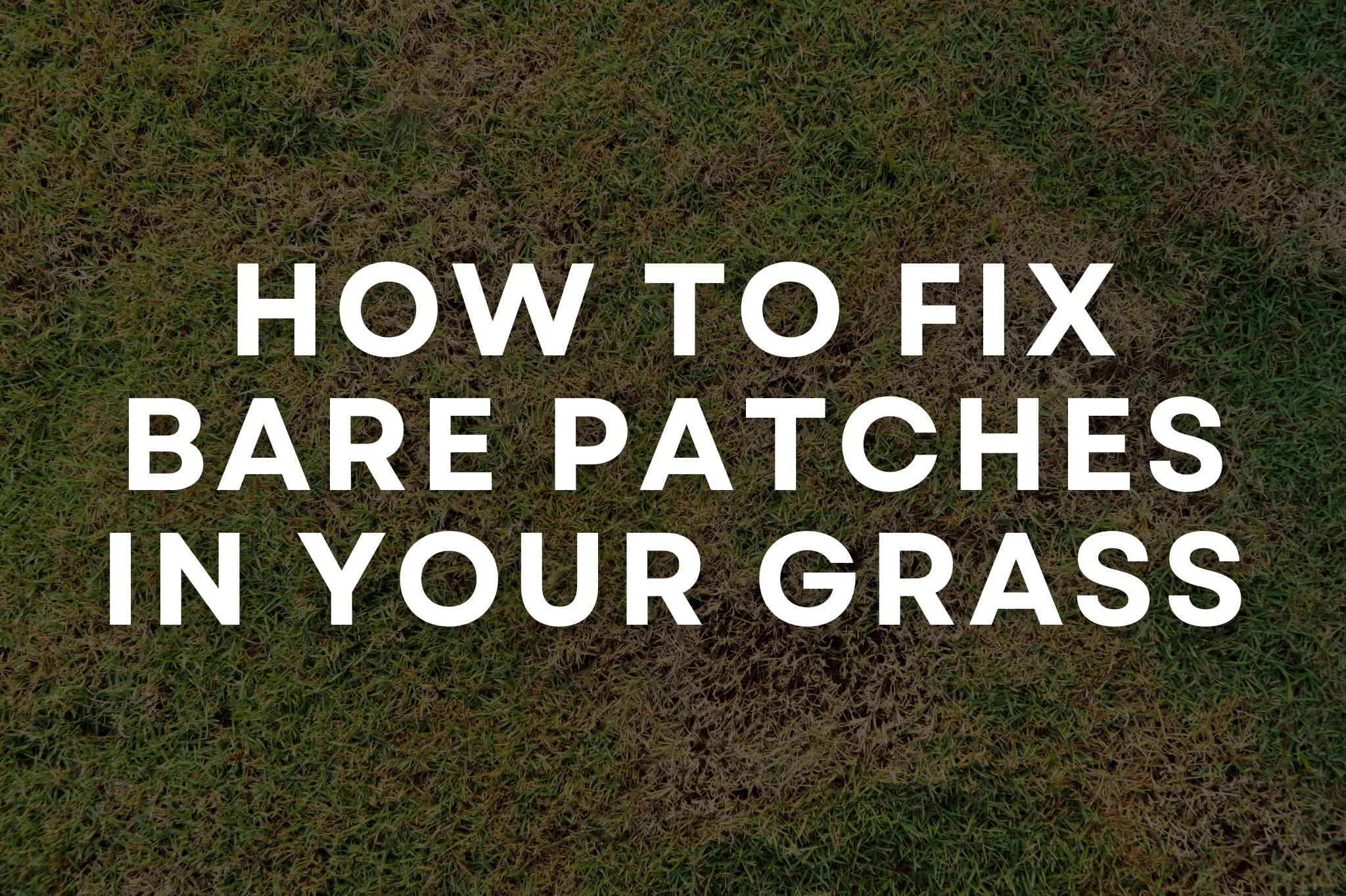 Homeowner repairing a bare patch in a green lawn with grass seed and a rake