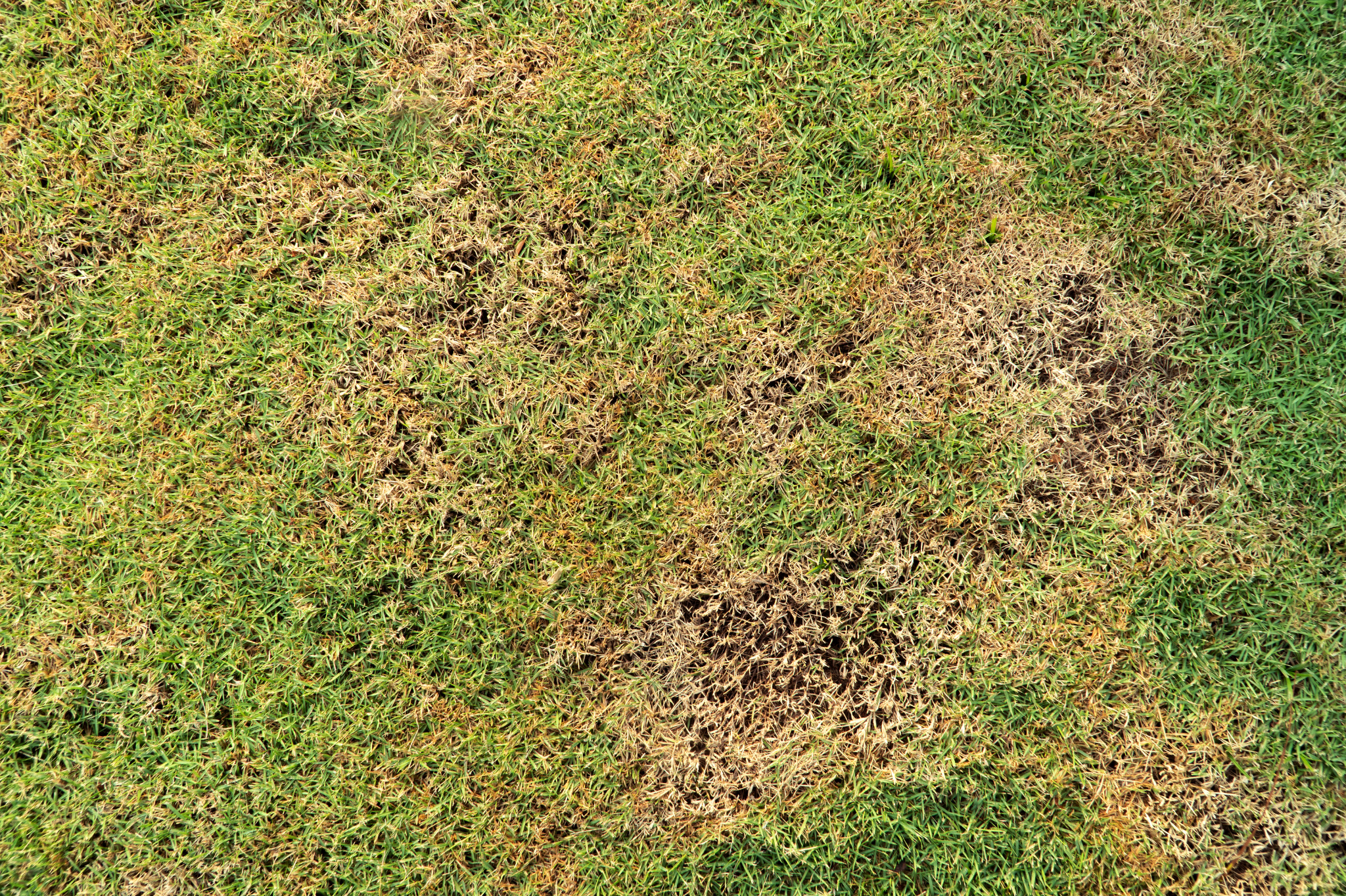 Your step-by-step guide to repairing bare patches