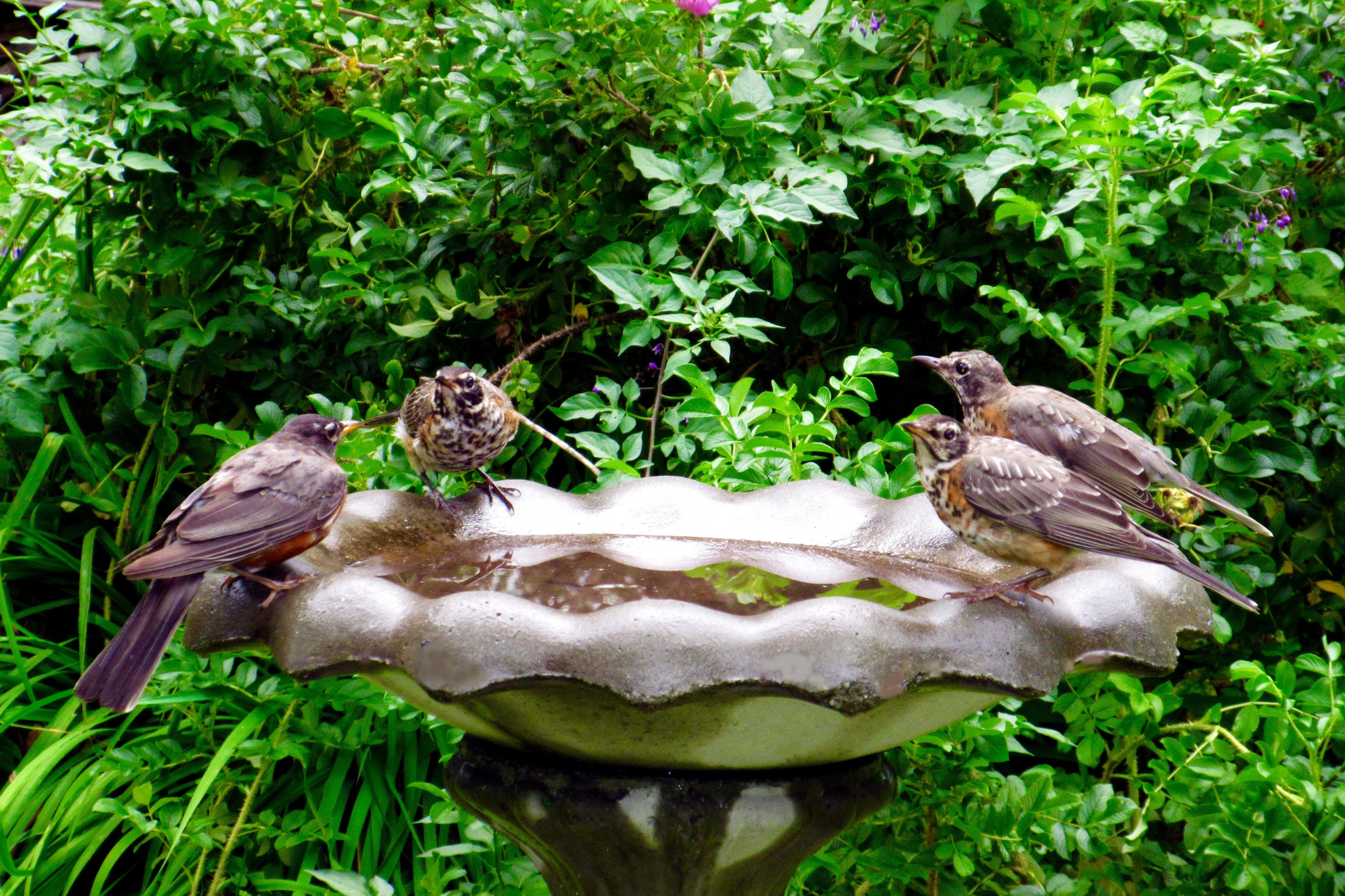 Creating wildlife habitat