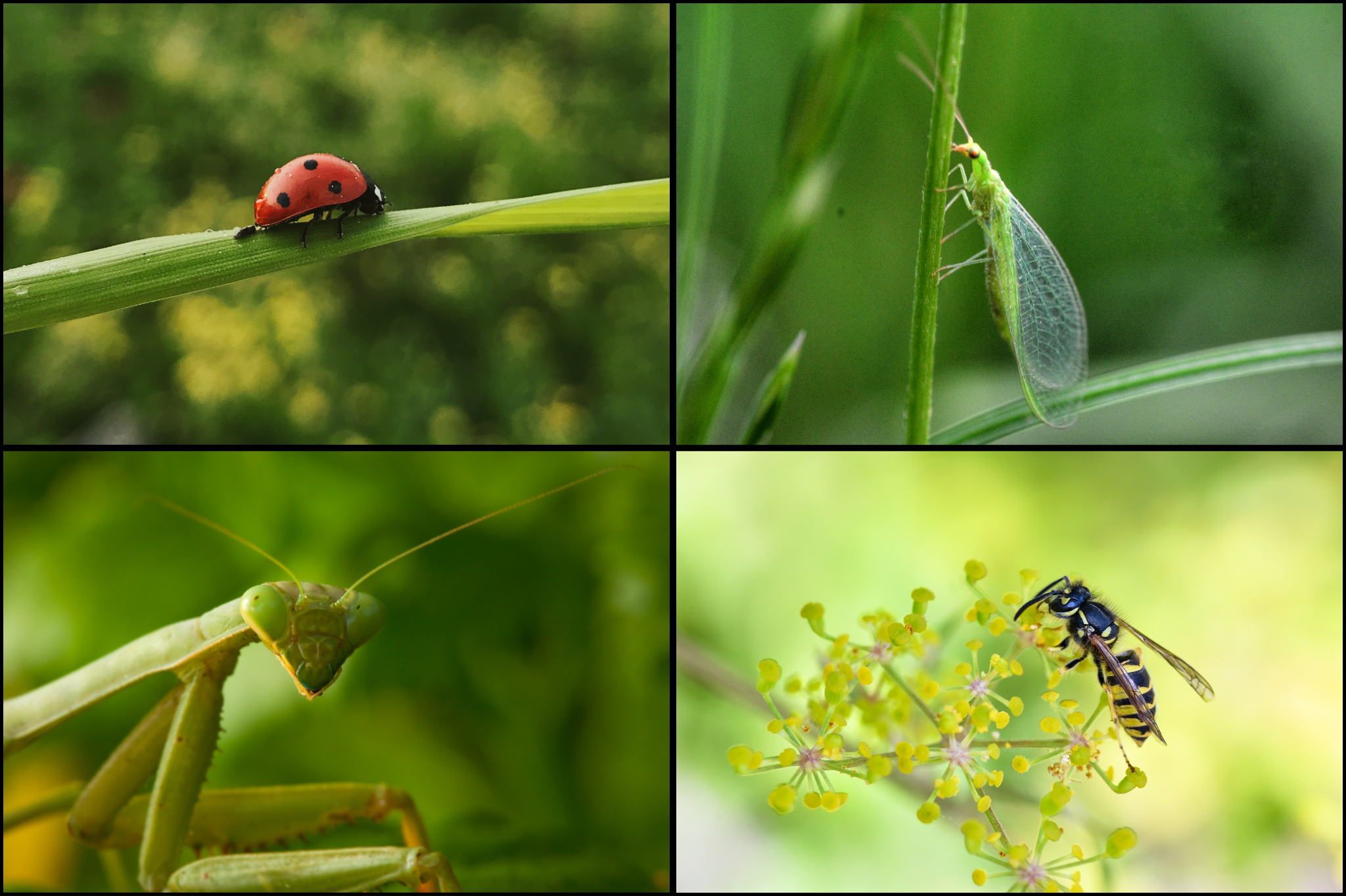 Create a haven for beneficial insects