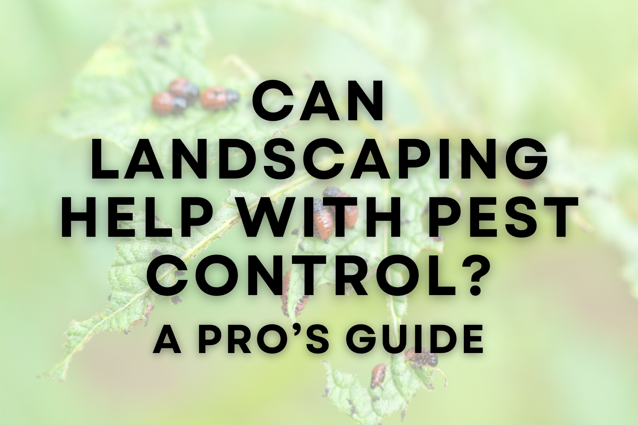 A diverse, well-maintained landscape with pest-repelling plants like lavender and marigolds