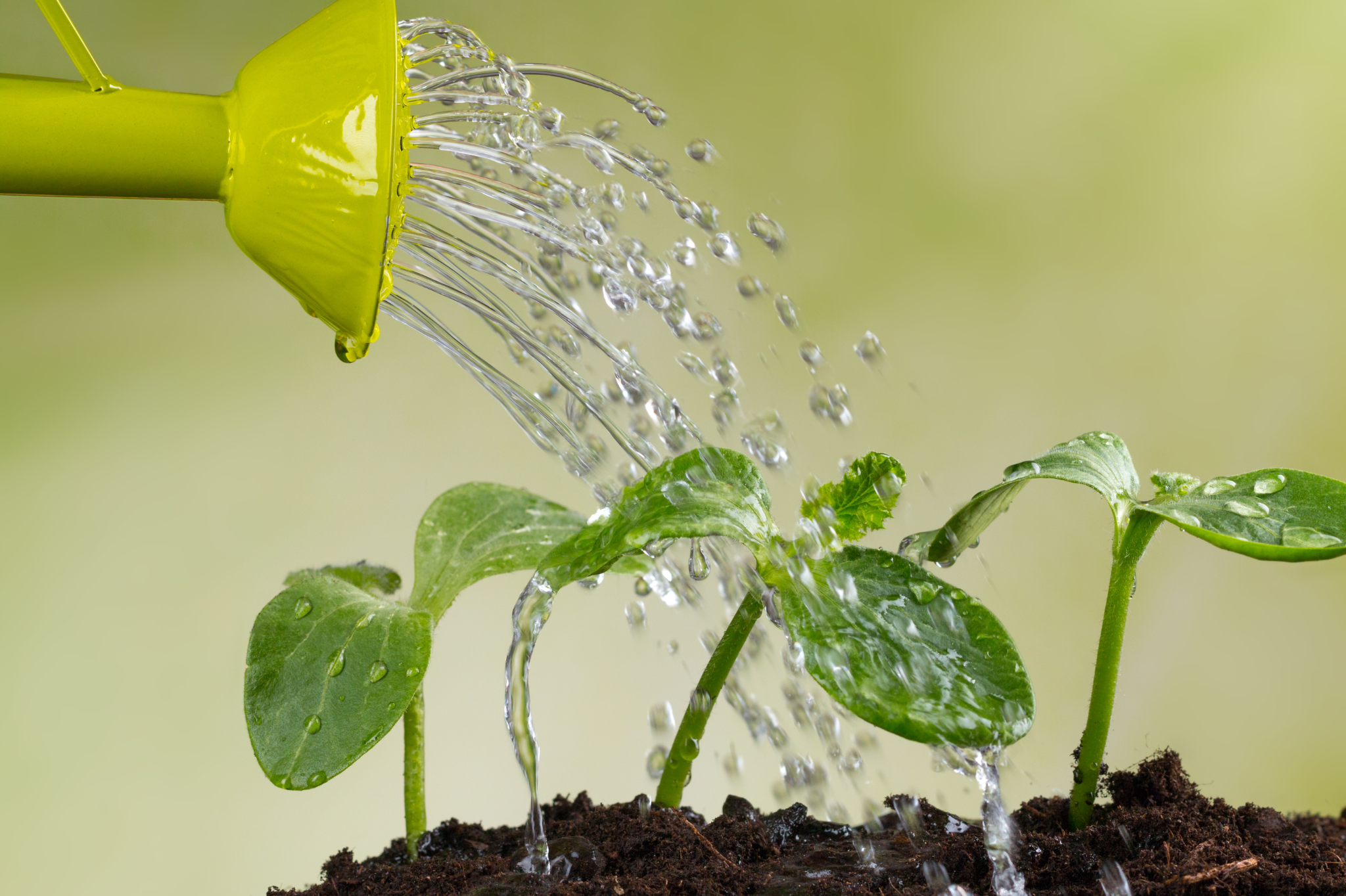 Water management is critical