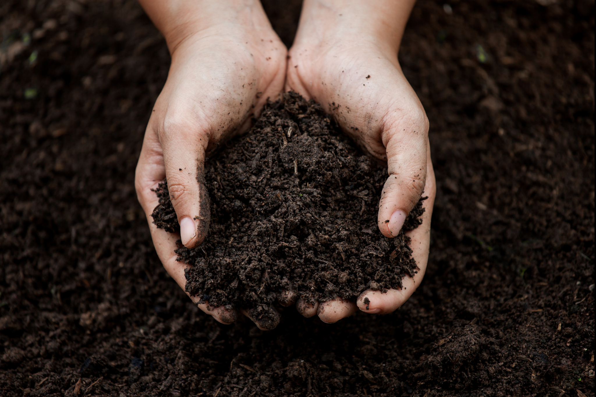 1. Improve your soil composition