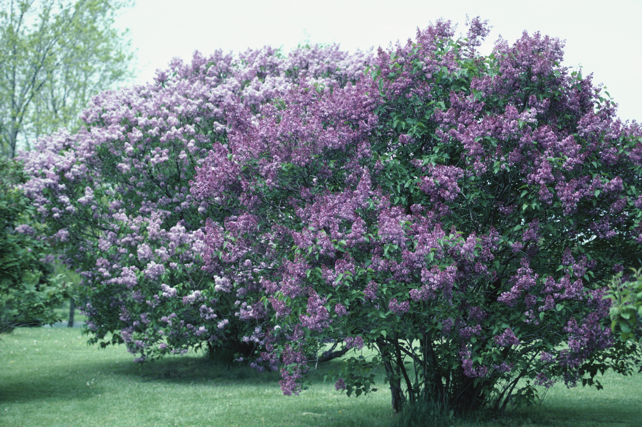 Late spring to early summer (May–June): the post-bloom window