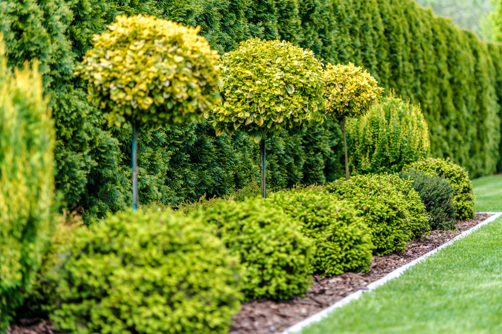 Summer (July–August): light maintenance and shaping