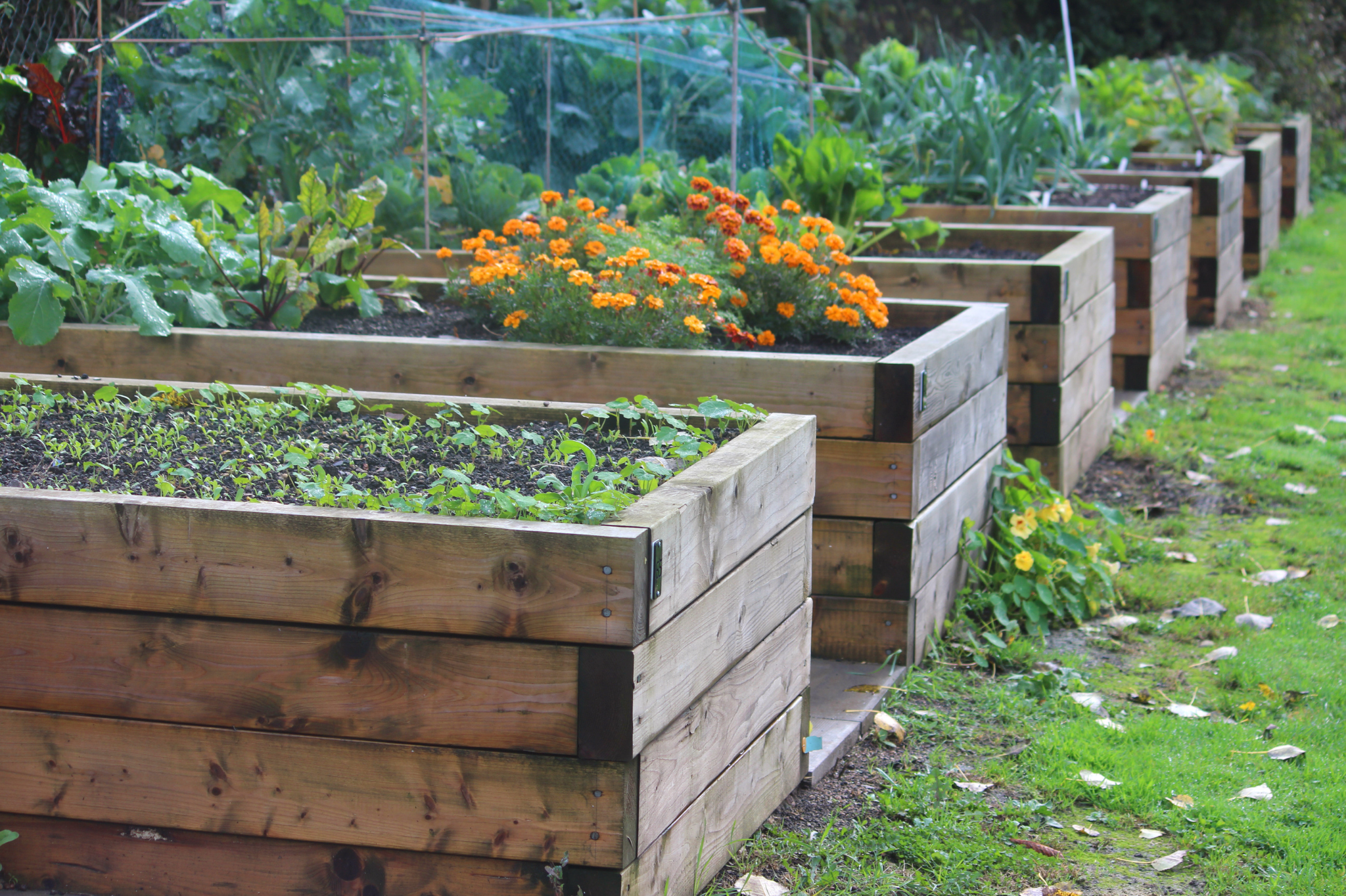 What to look for in lumber for gardening