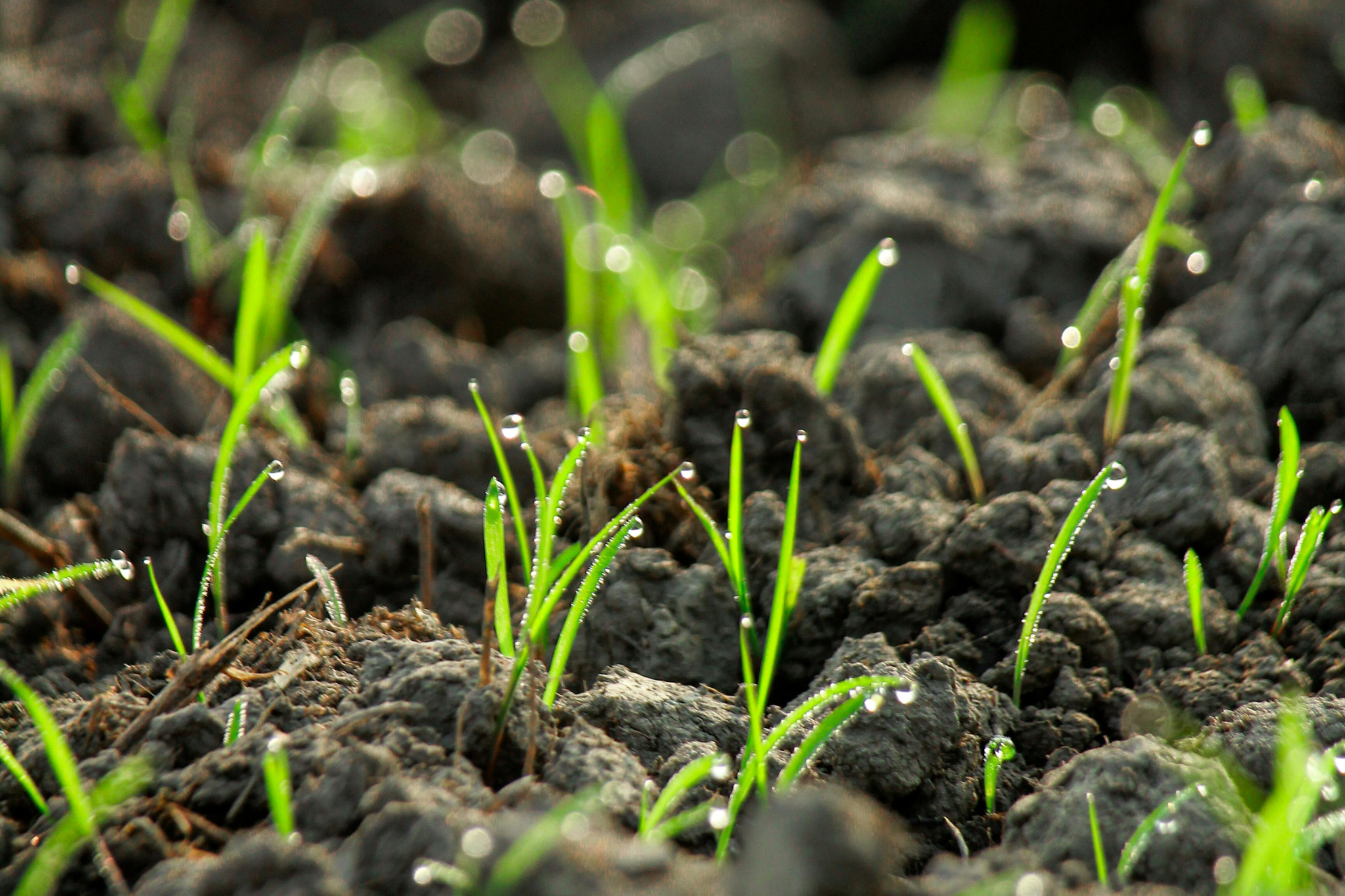 Soil health and carbon sequestration