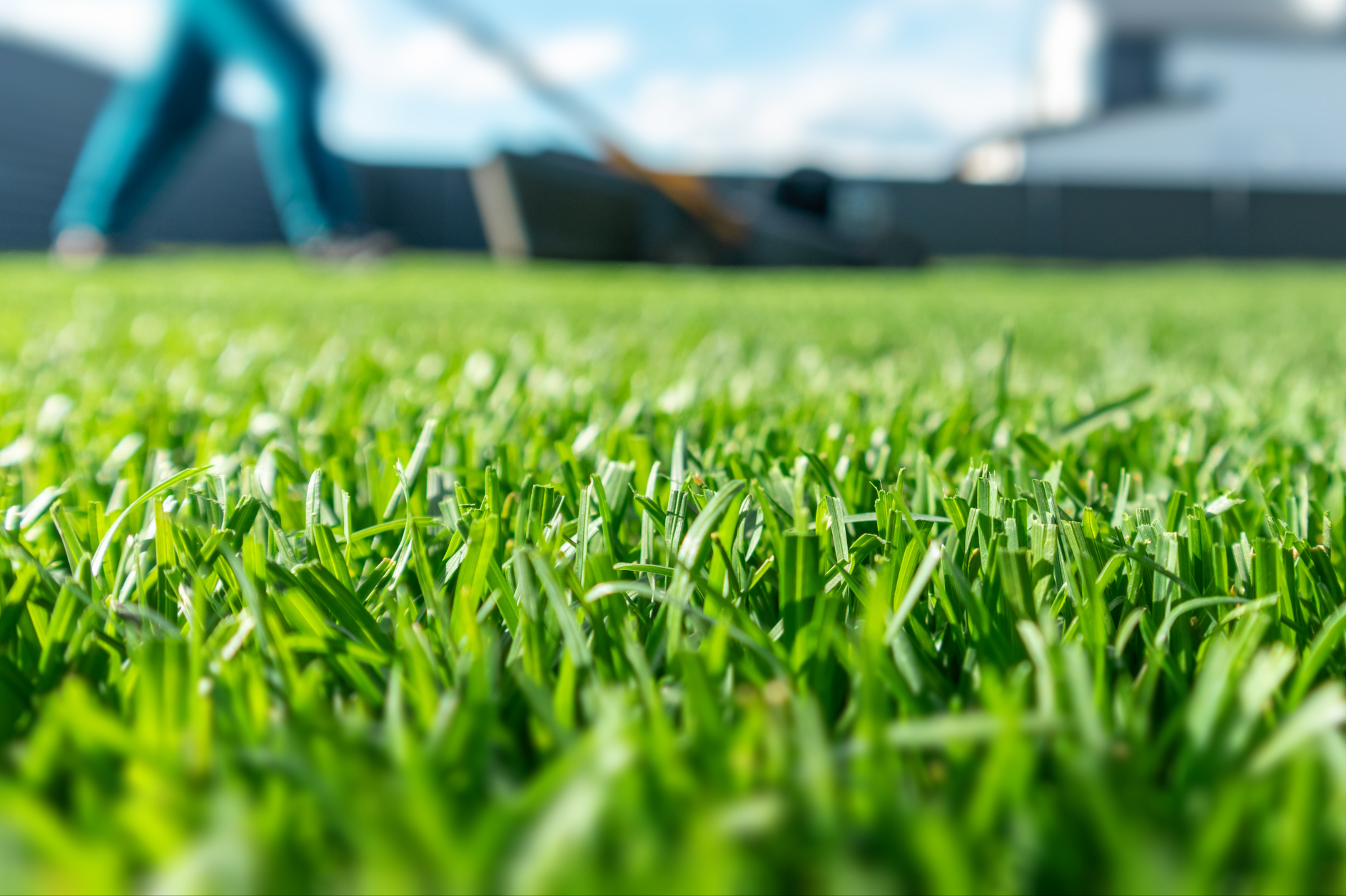 Healthy turf
