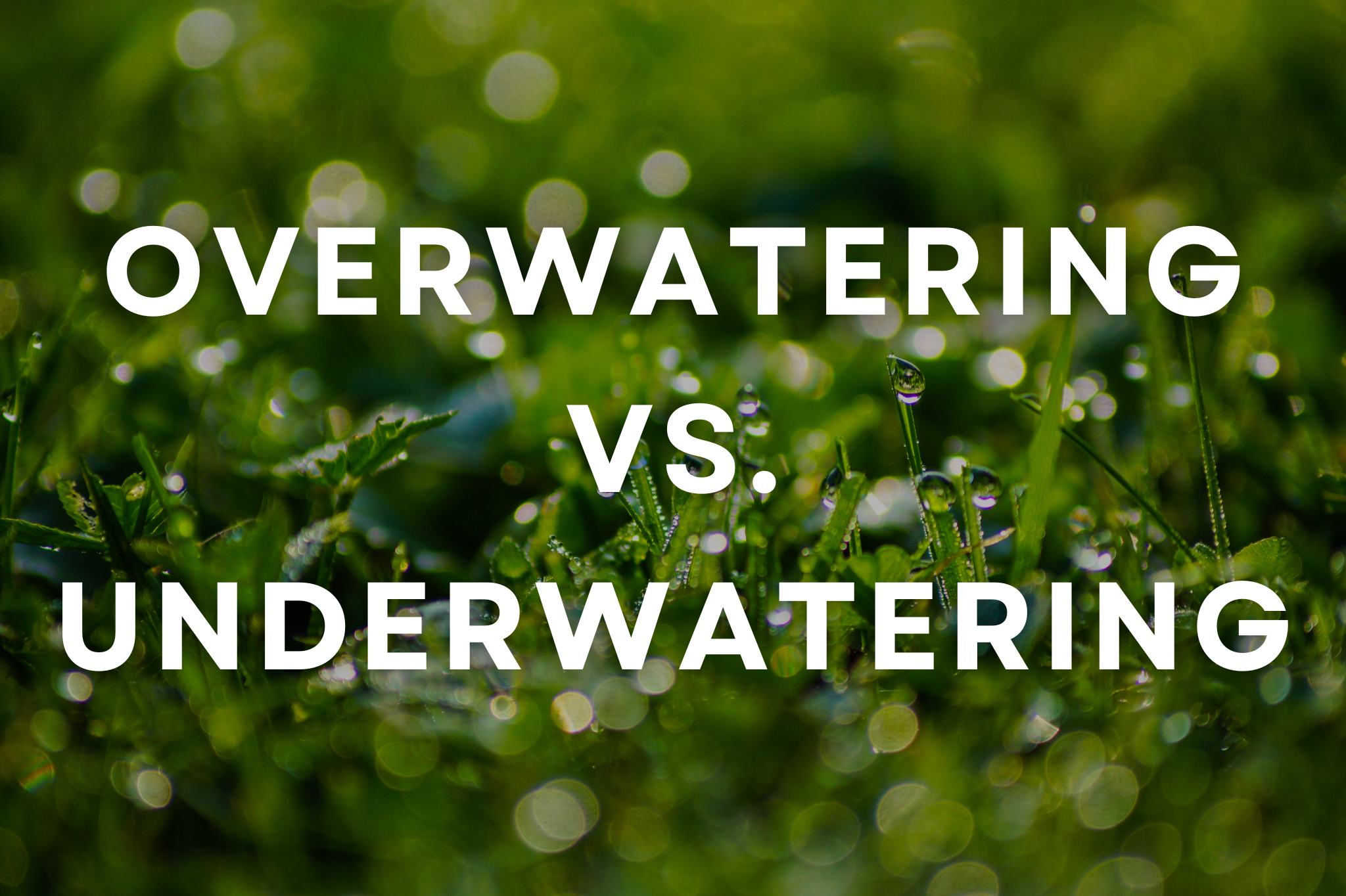 How do I know if I'm overwatering or underwatering?