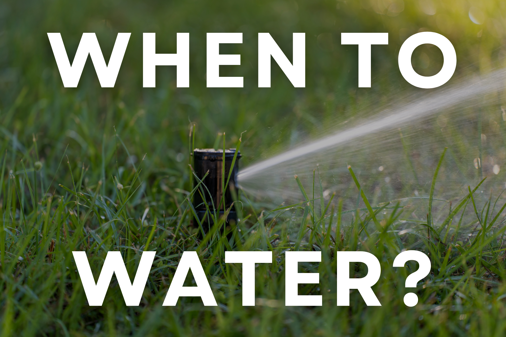 How often should I water my lawn?