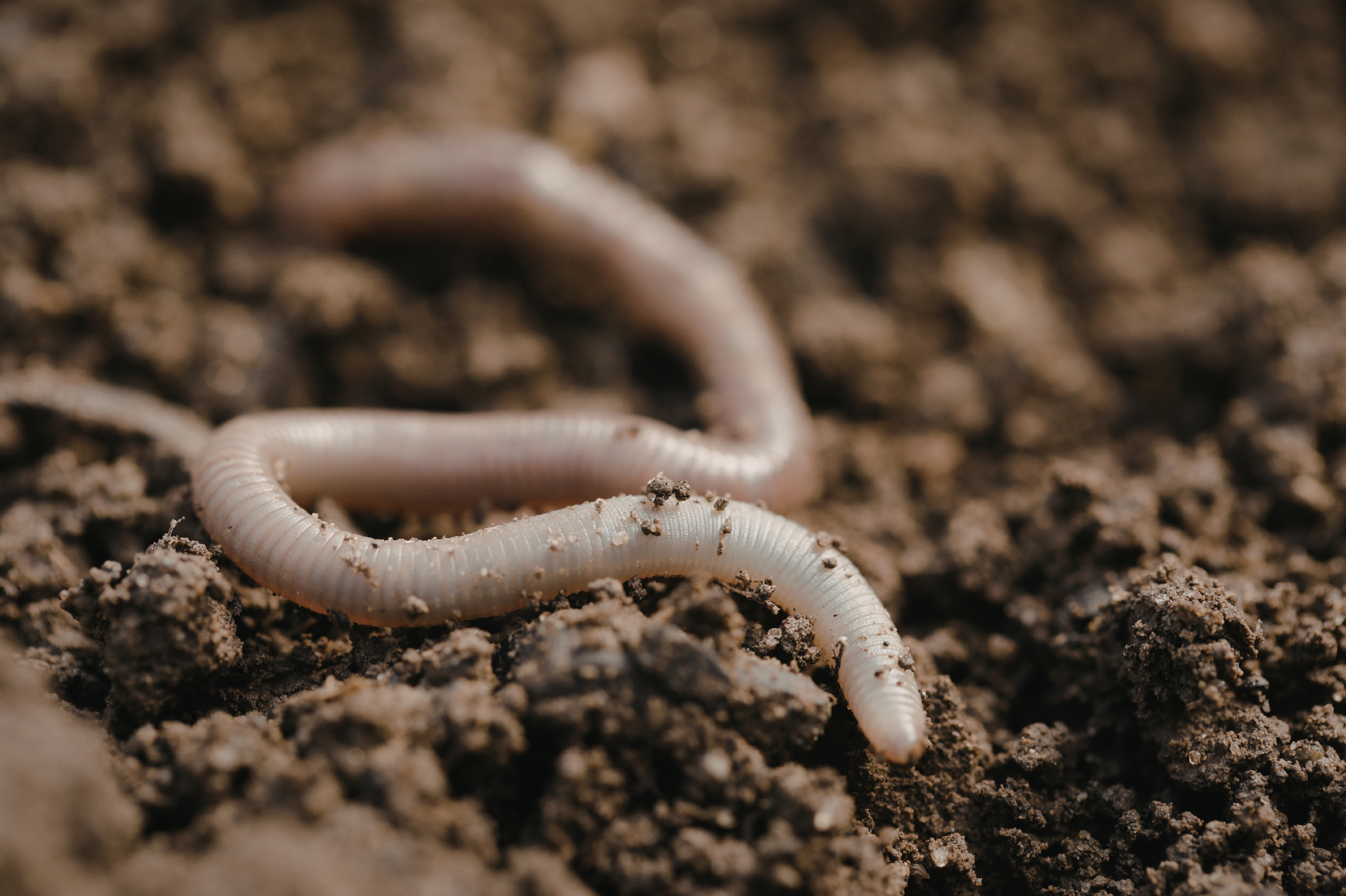 2. You see earthworms and bugs
