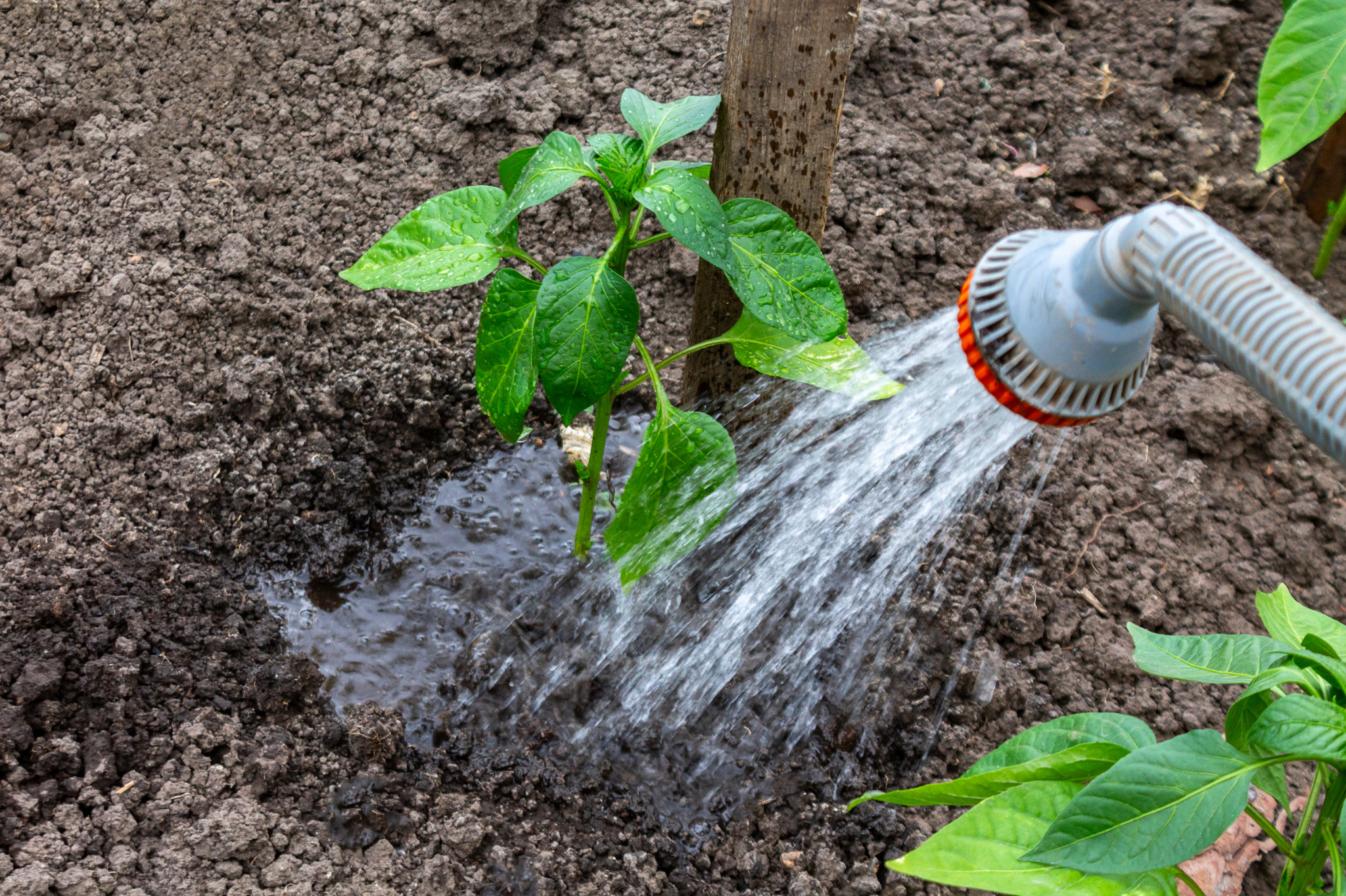 3. Water drains well without puddling