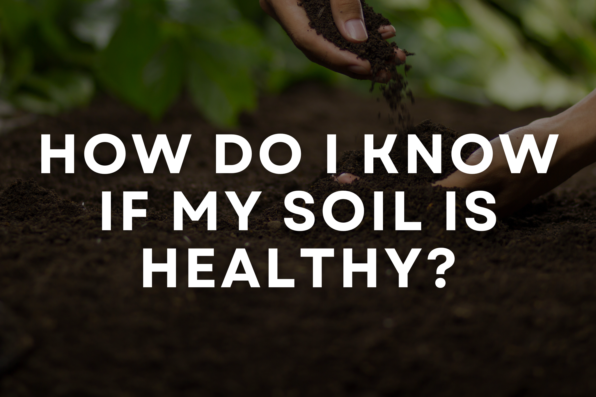 Close-up of dark, crumbly healthy soil with visible earthworms—the foundation of a thriving landscape