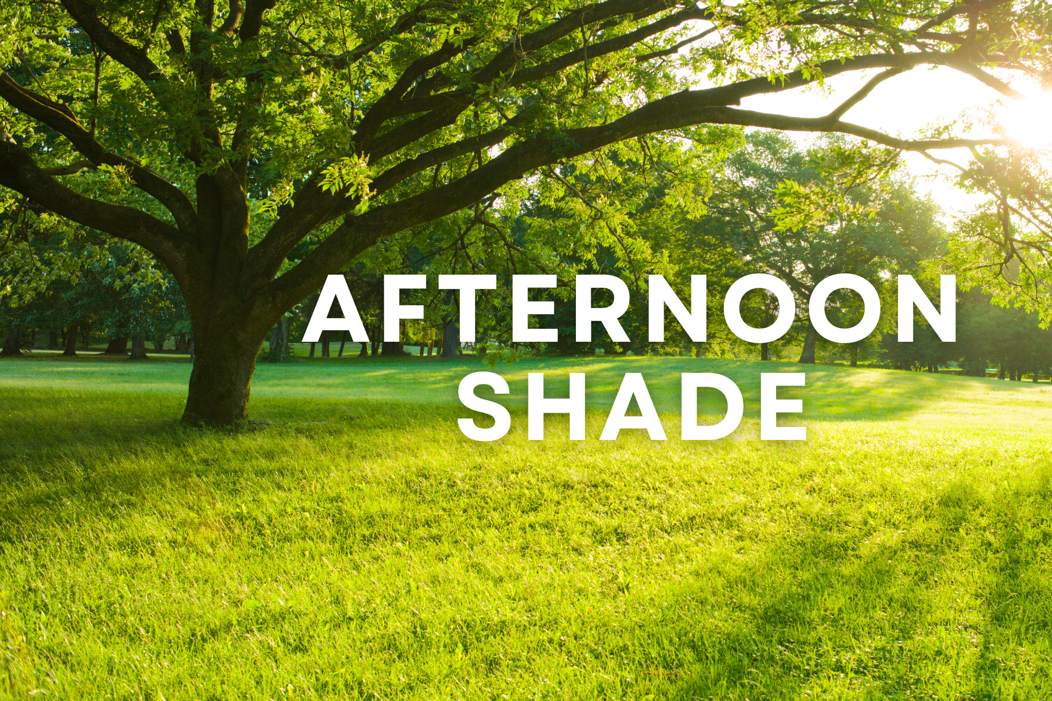 7. Provide afternoon shade