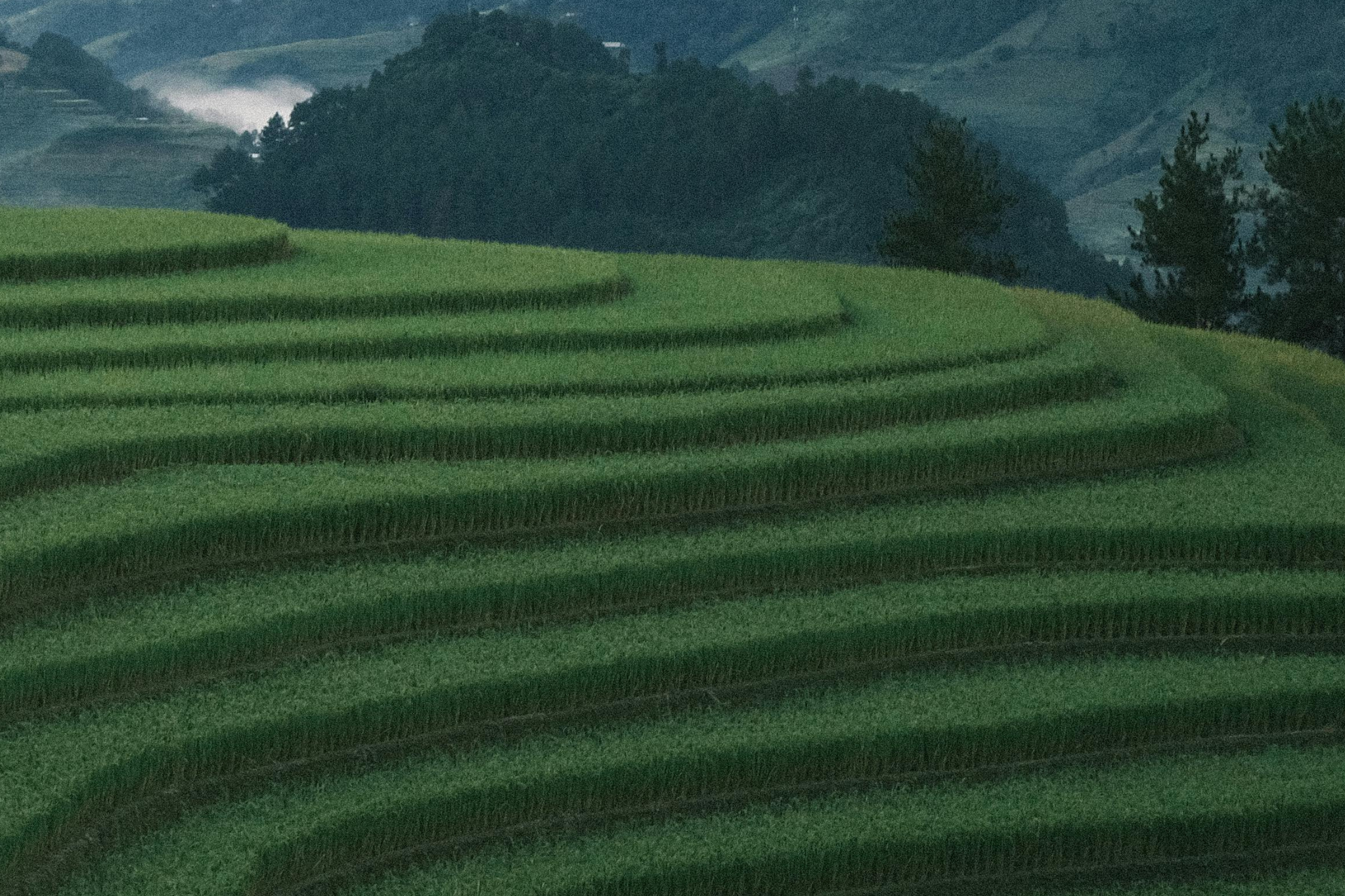 Terracing—the gold standard for slope landscaping