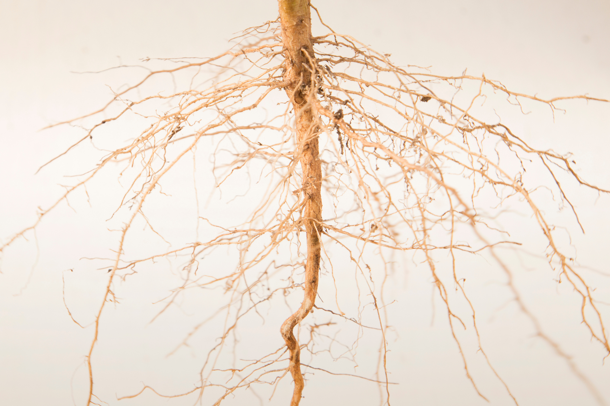 Deep-rooted groundcovers for slope erosion control