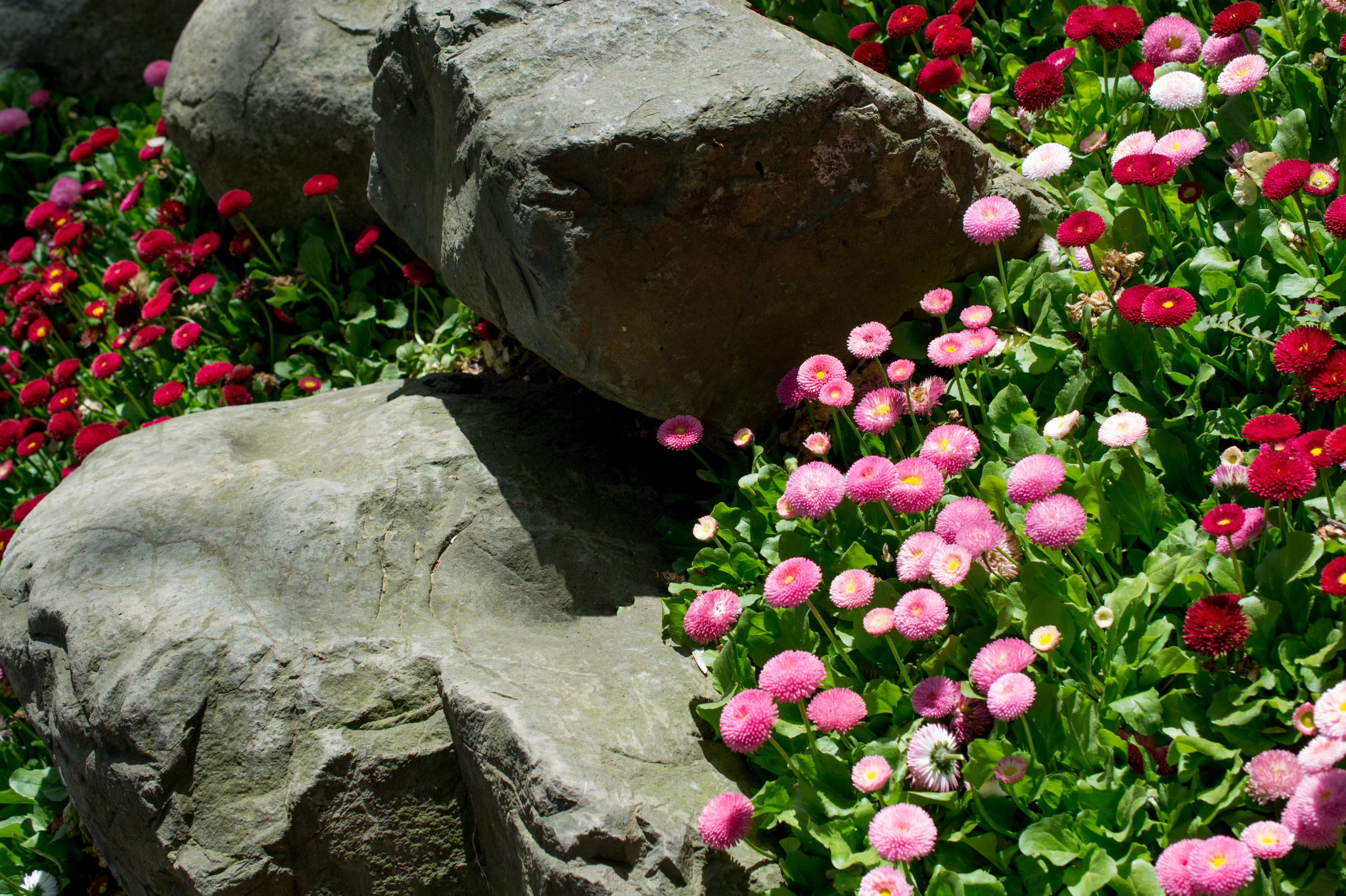 Rock gardens and riprap for steep, dry slopes