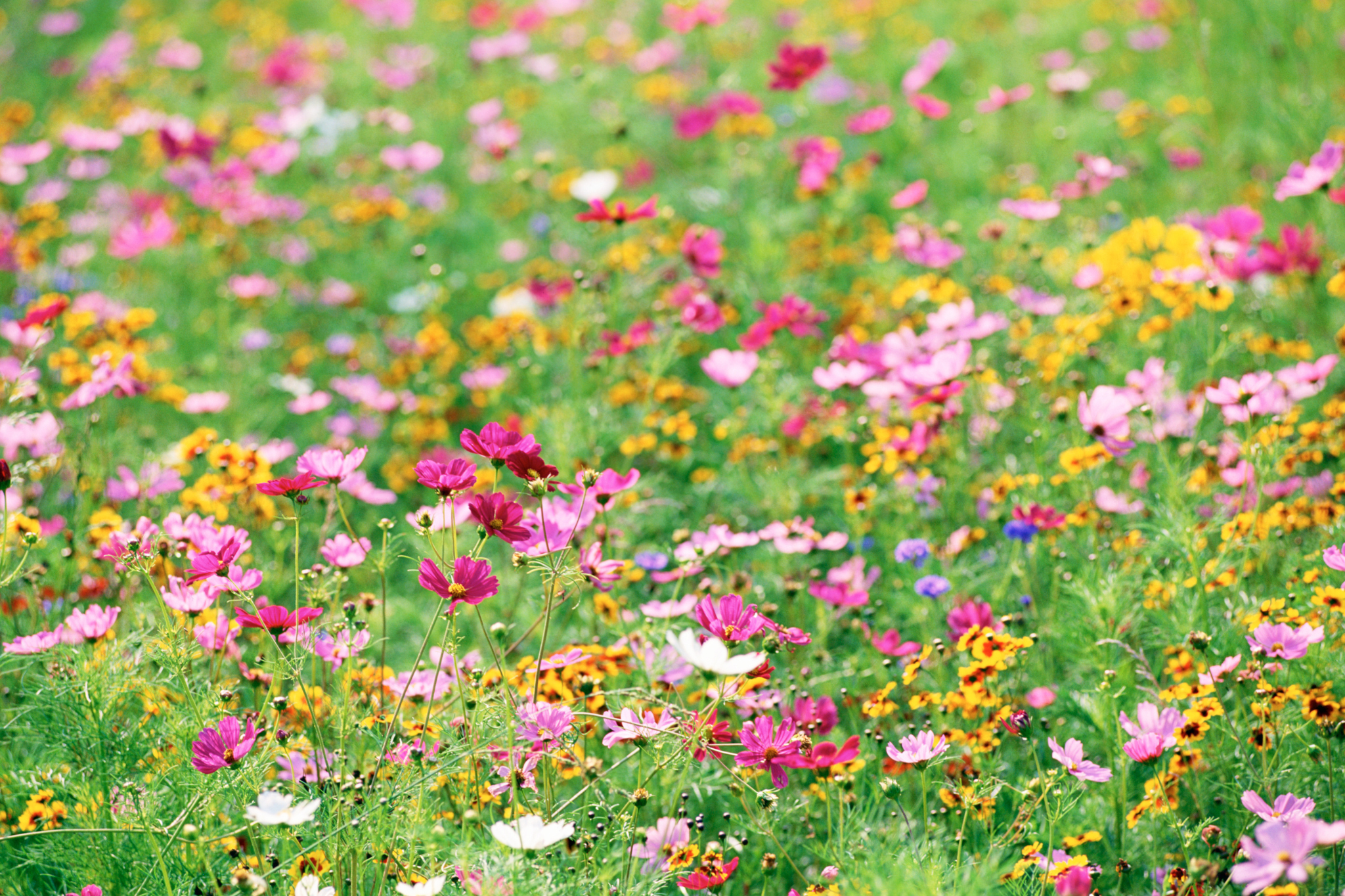 Native grasses and wildflower meadows for low-maintenance slopes