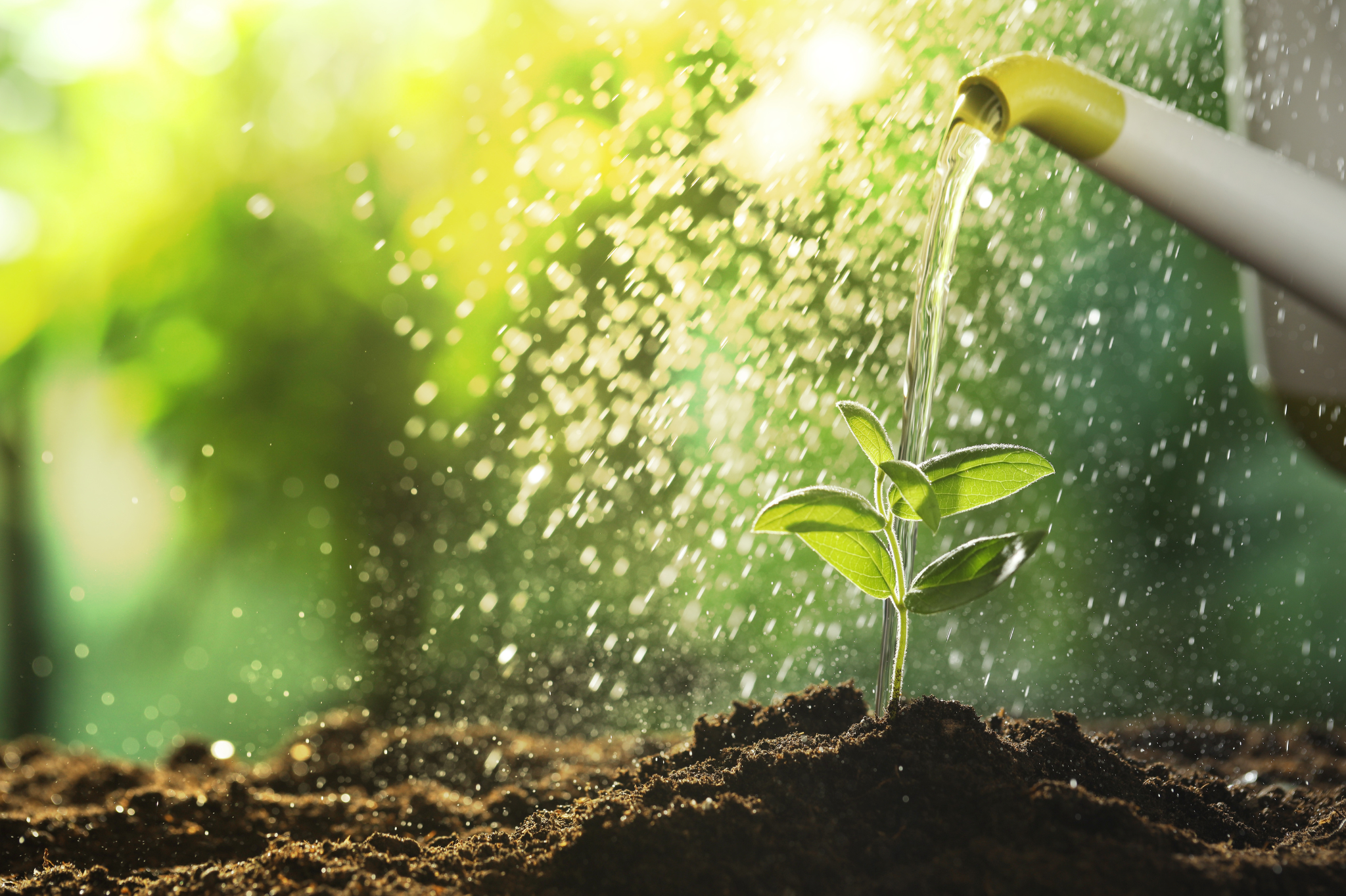 Compost-amended soil retaining moisture in a planting bed