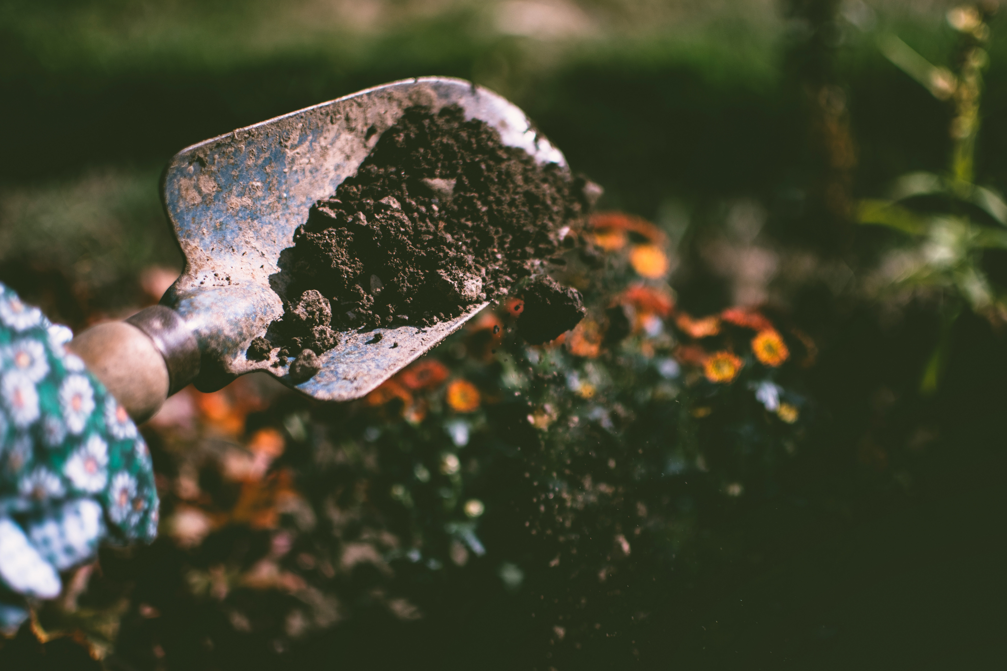 Applying compost as top-dressing around shrubs and garden beds