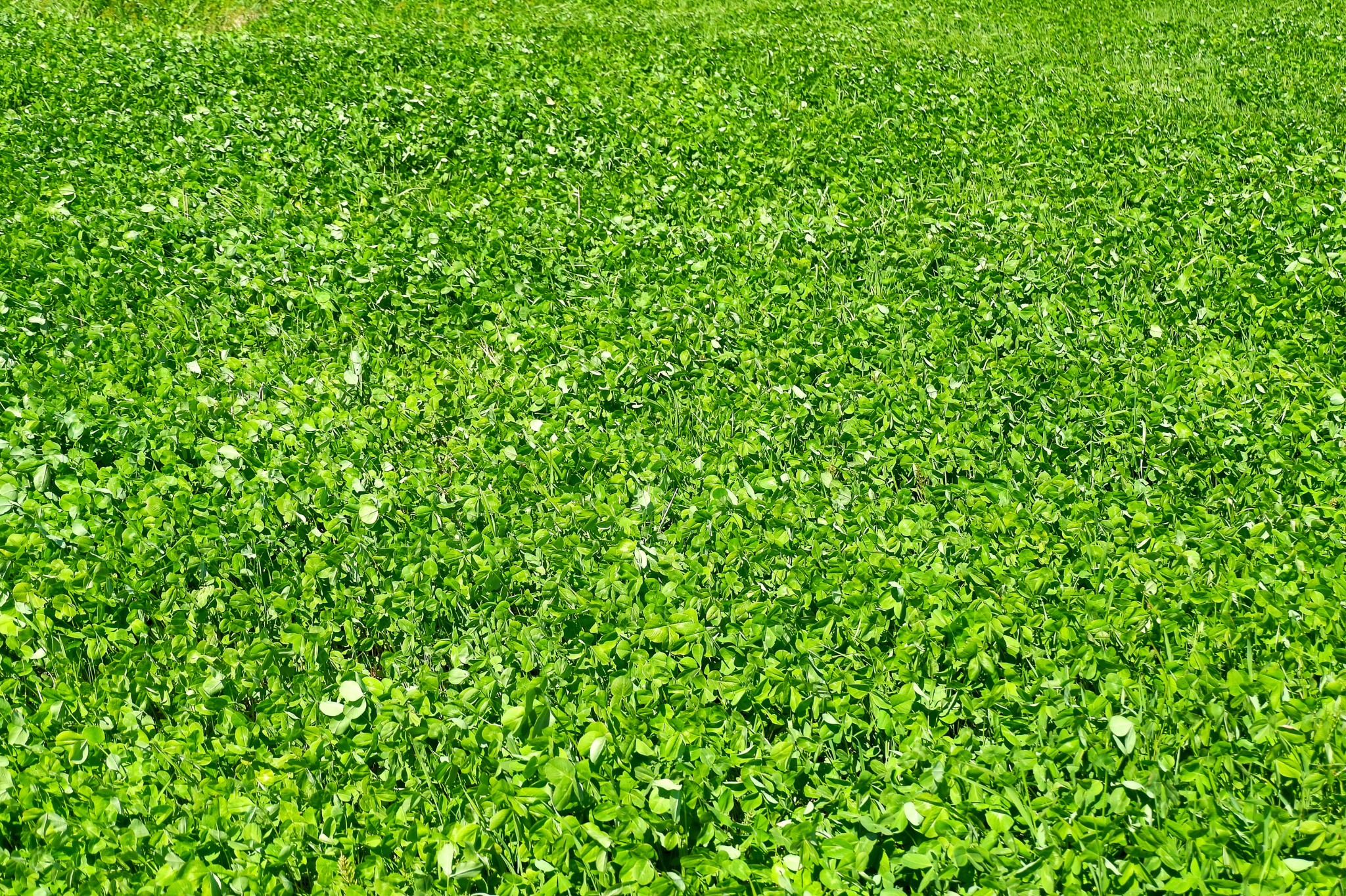 1. Rethink the Lawn (Or Lose It)