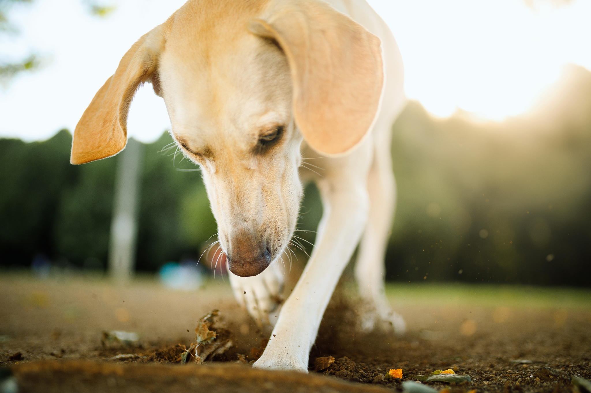 4. Create a Dedicated Digging Pit