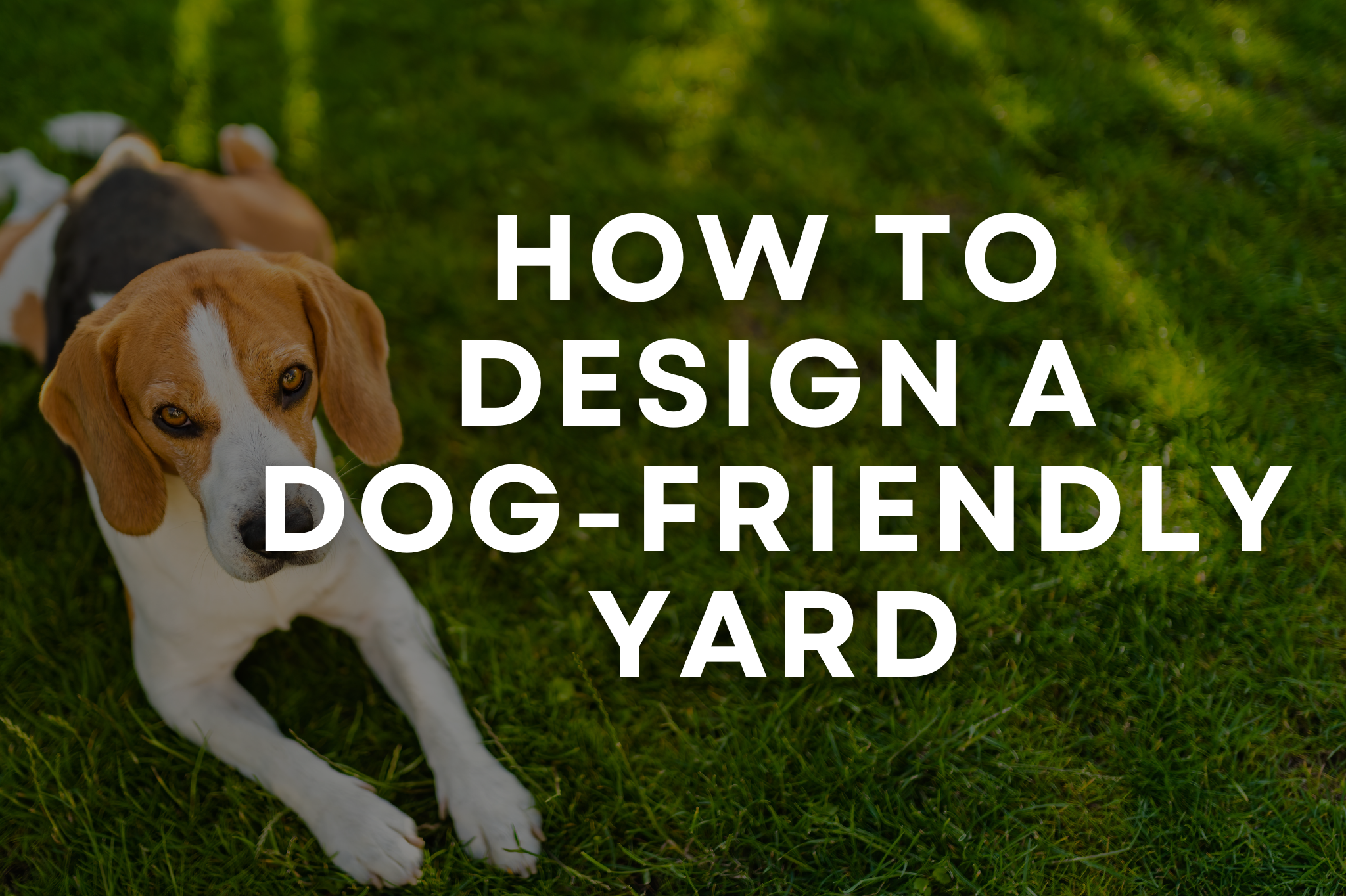 Dog-friendly backyard design with durable pathways, safe plants, and designated pet zones