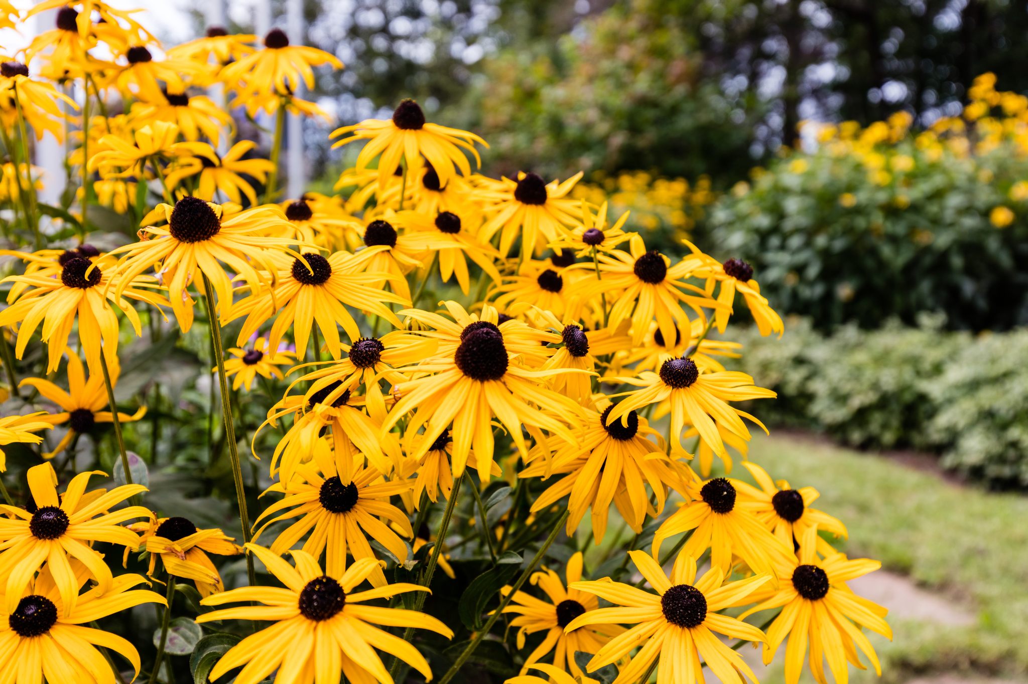 Step 1: Plant for Continuous Bloom