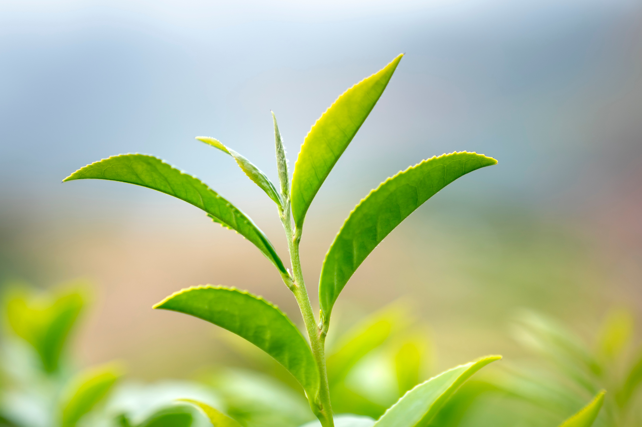 4. Healthier Plants, Not Just Green Grass