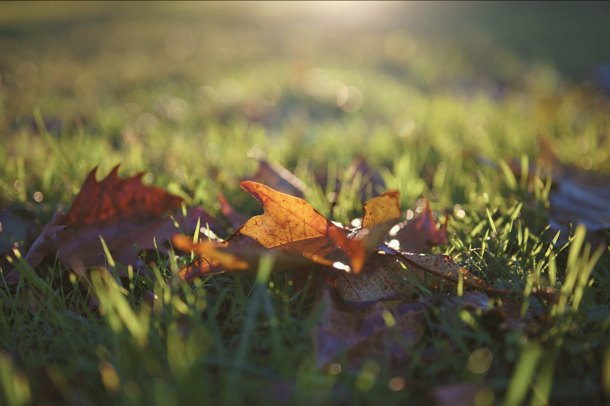 Fall (September - October)