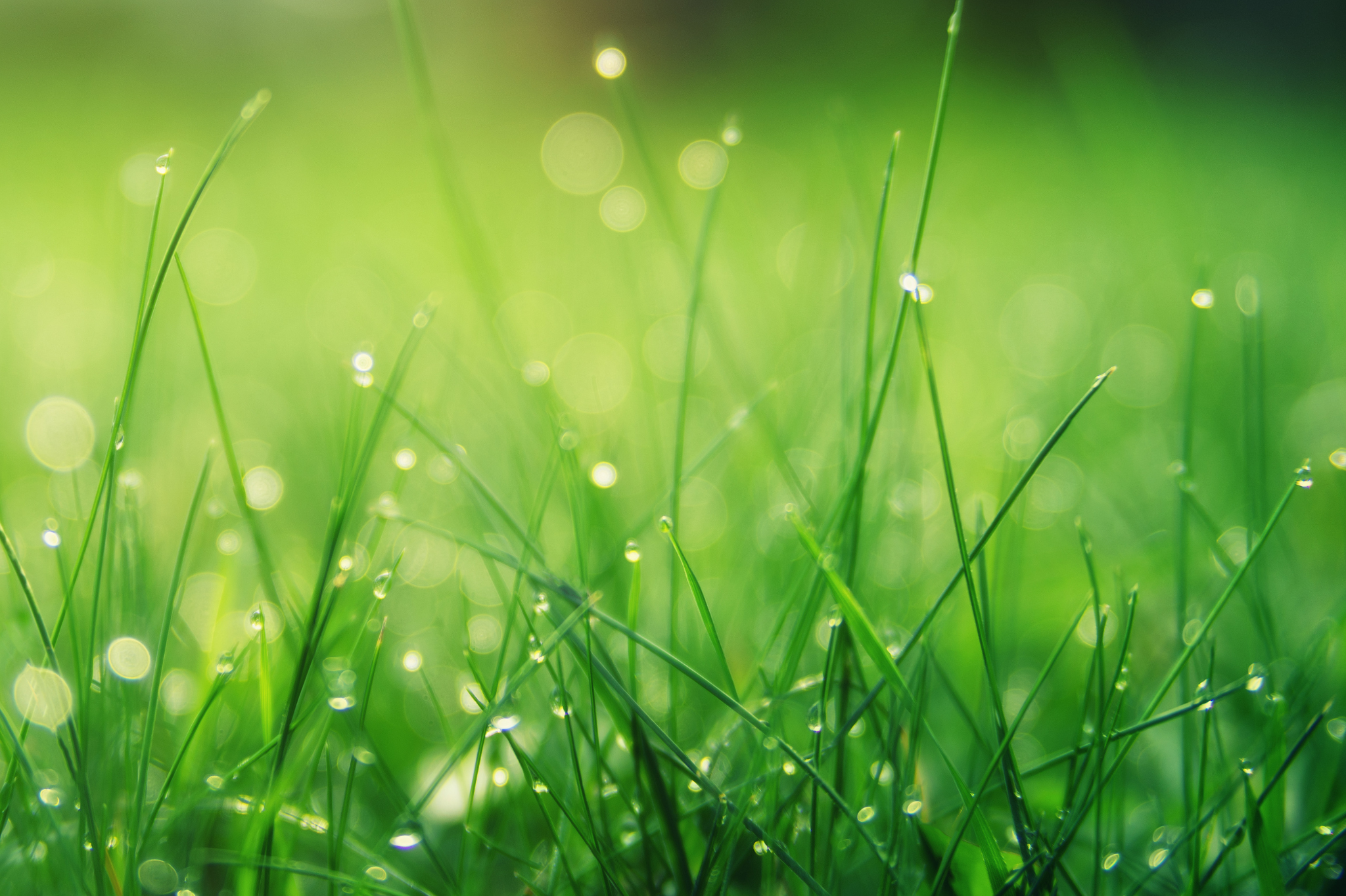 Late Spring (May - June)