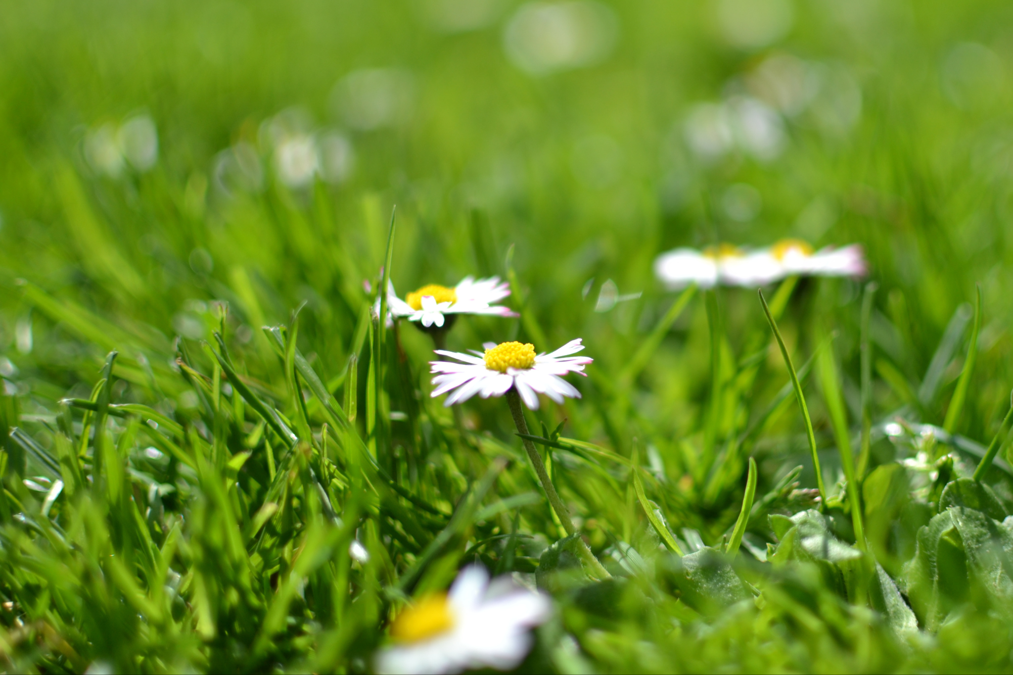 Summer (July - August)