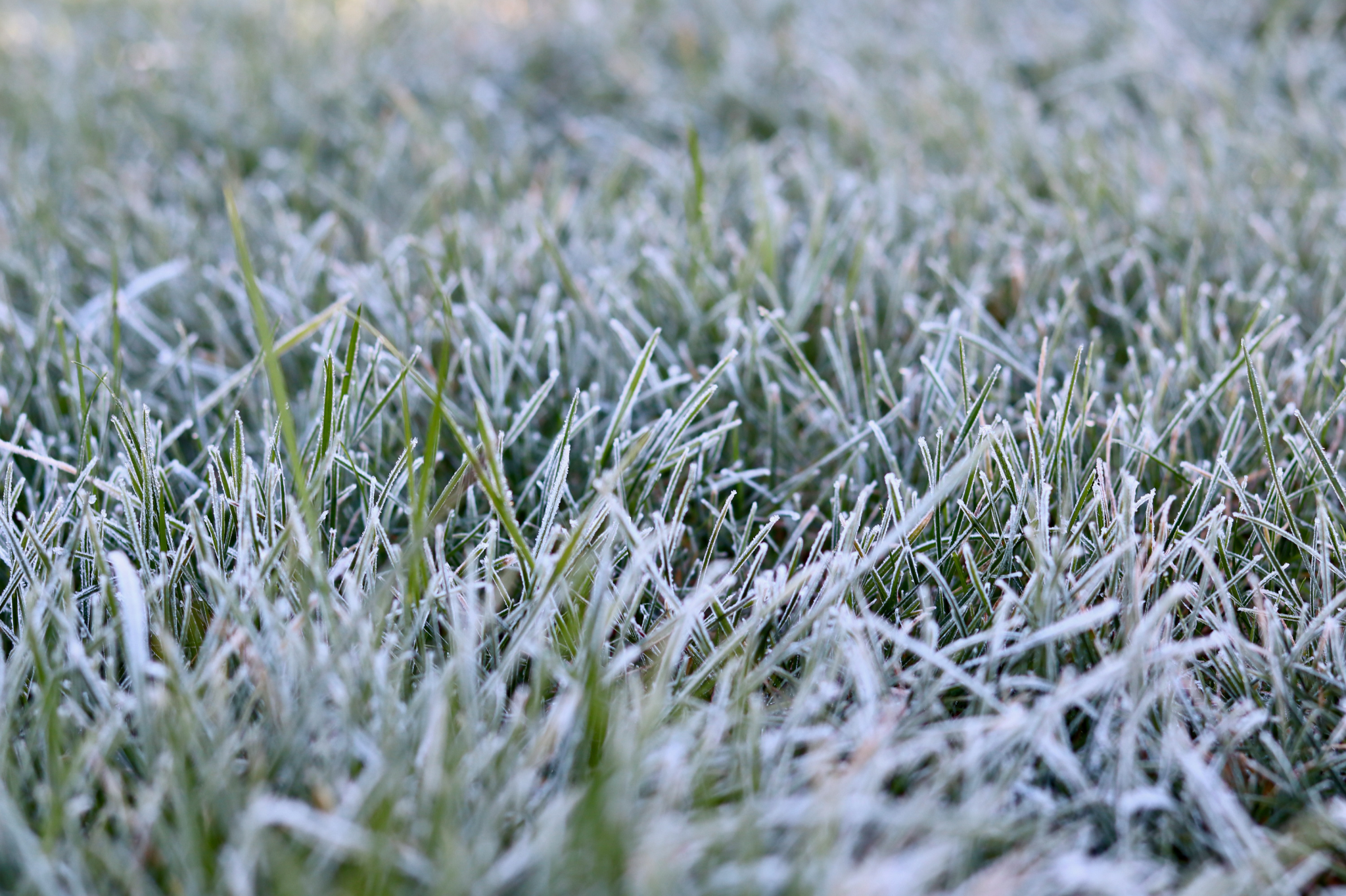 Winter (November - February)