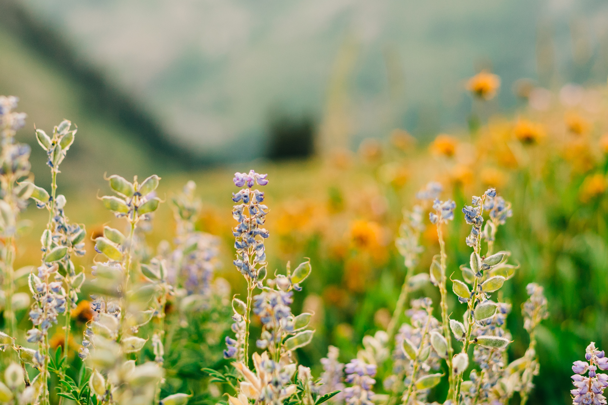 Aesthetic and Ecological Fit