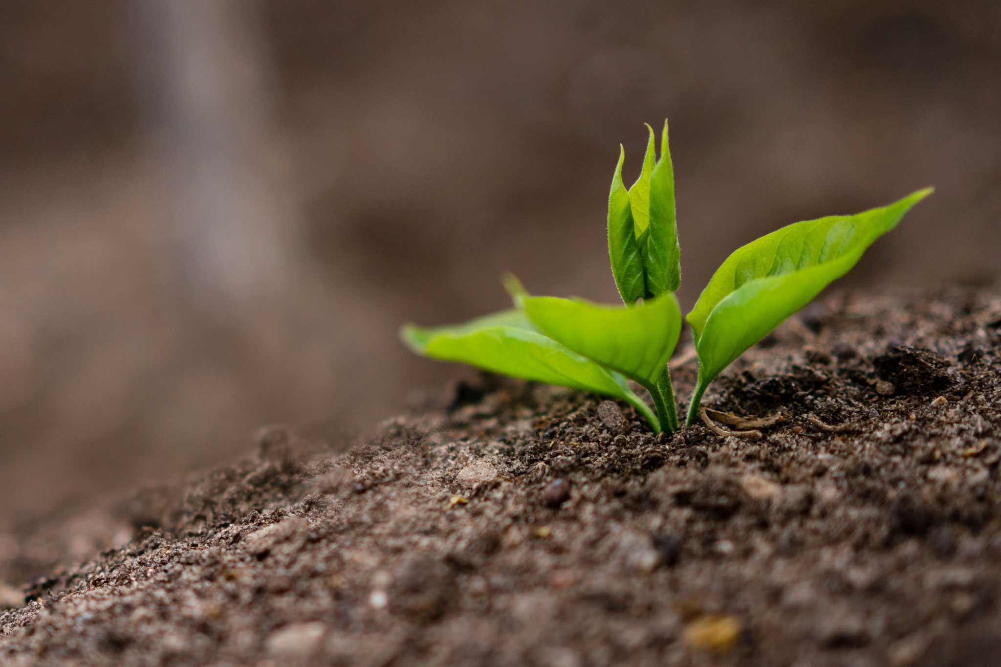 Benefit 4 Soil Health and Erosion Control