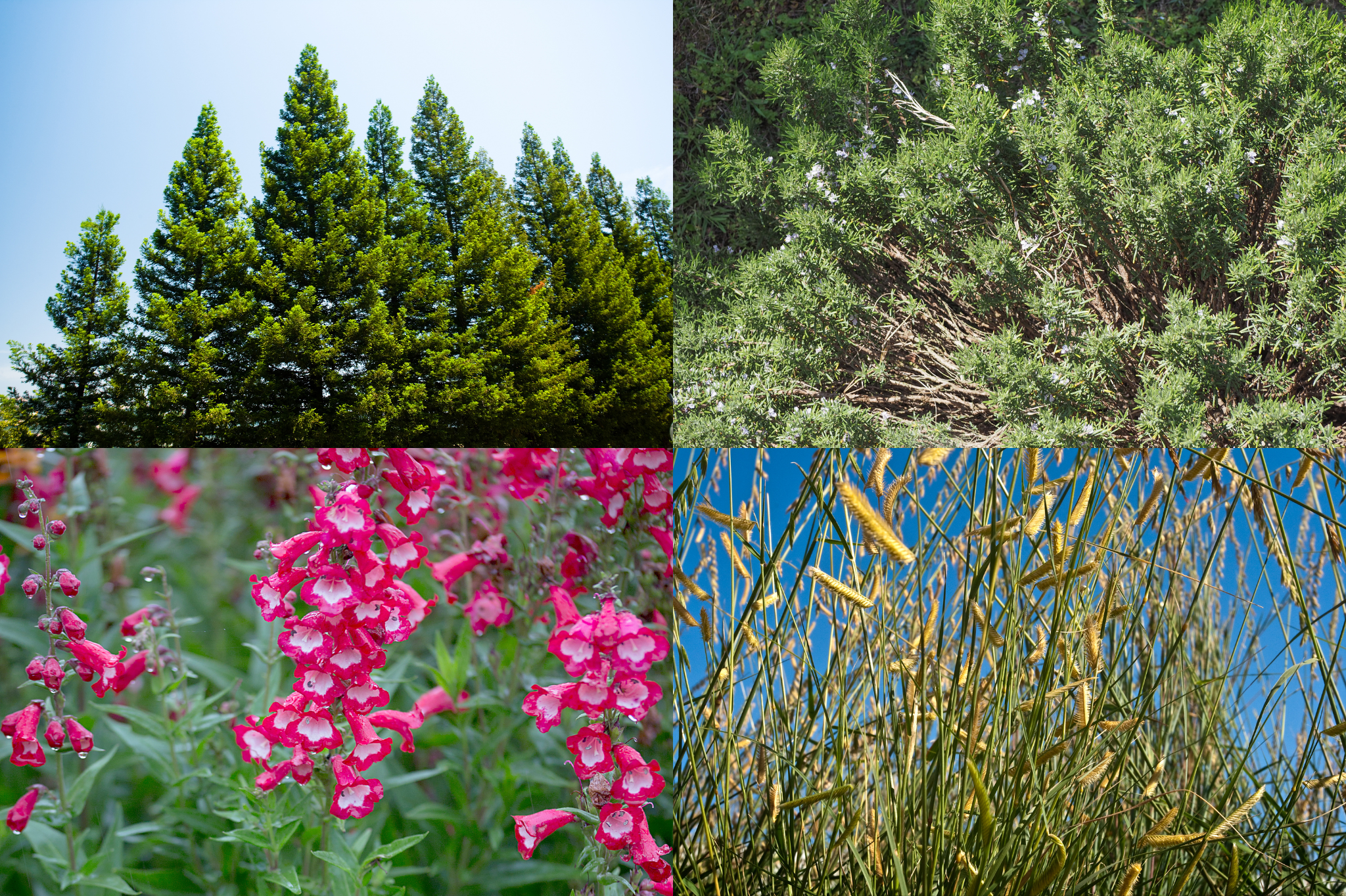 Definition What Makes a Plant Native