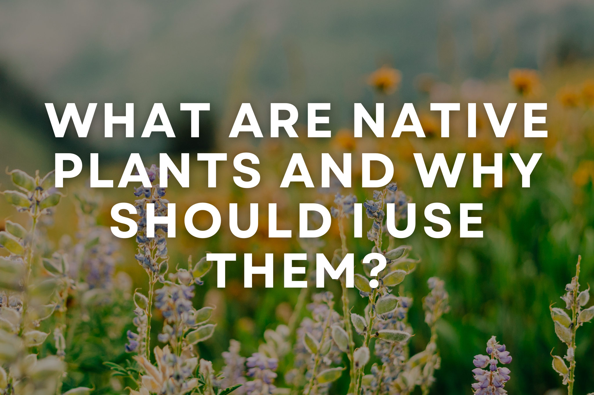 Native plants in a Southern Utah landscape with drought-tolerant species and red rock backdrop