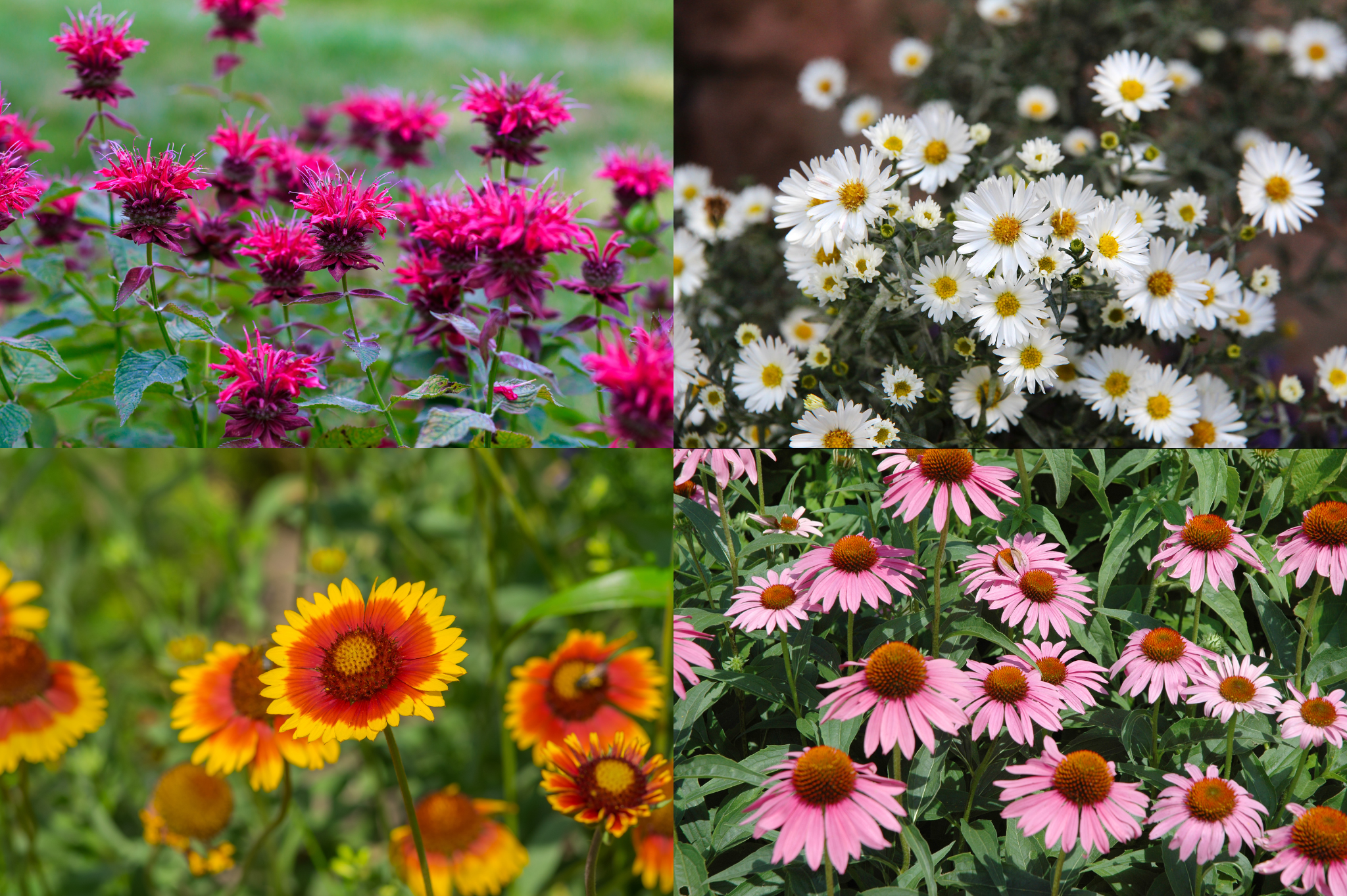 Step 3: Prioritize Native Plants